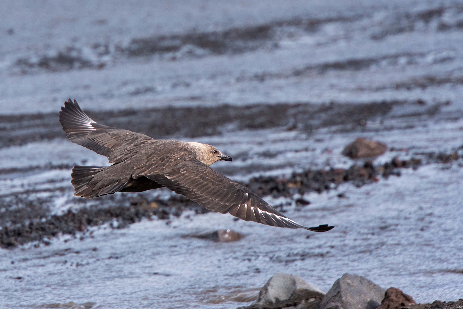 Skua