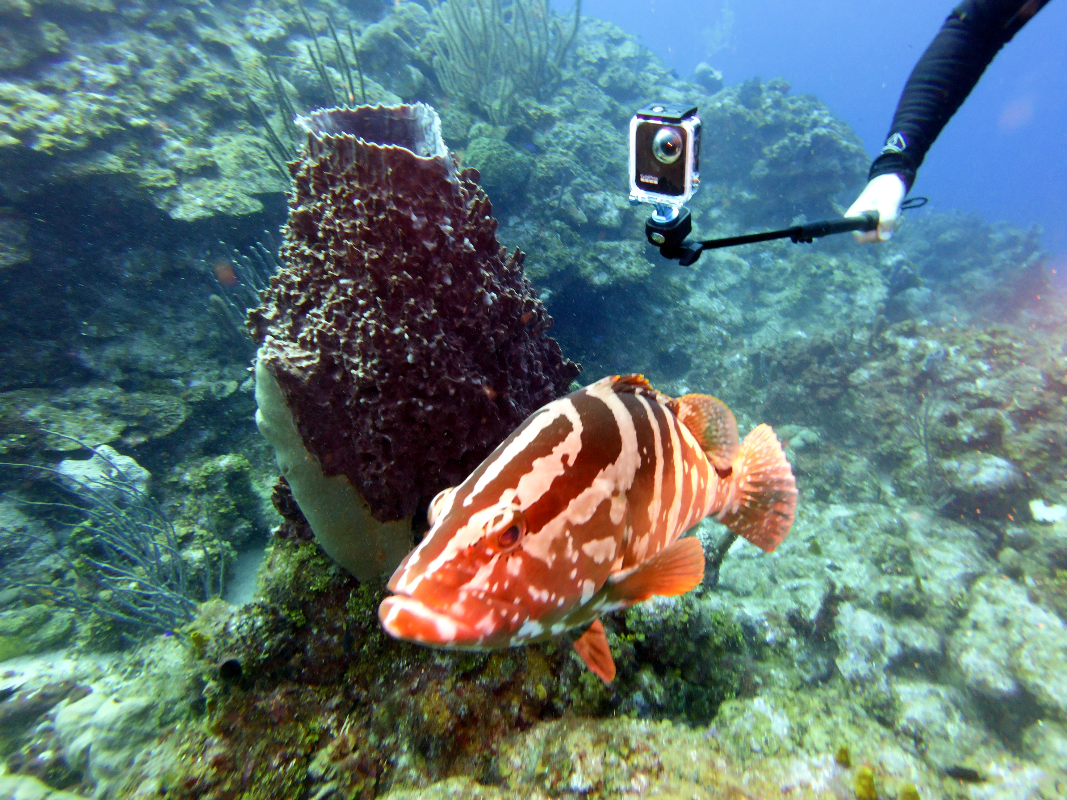 Small grouper in Pirate's Dream