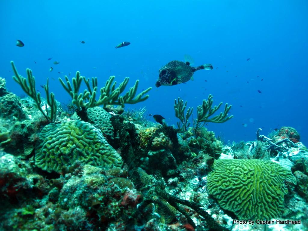 Smooth Trunkfish