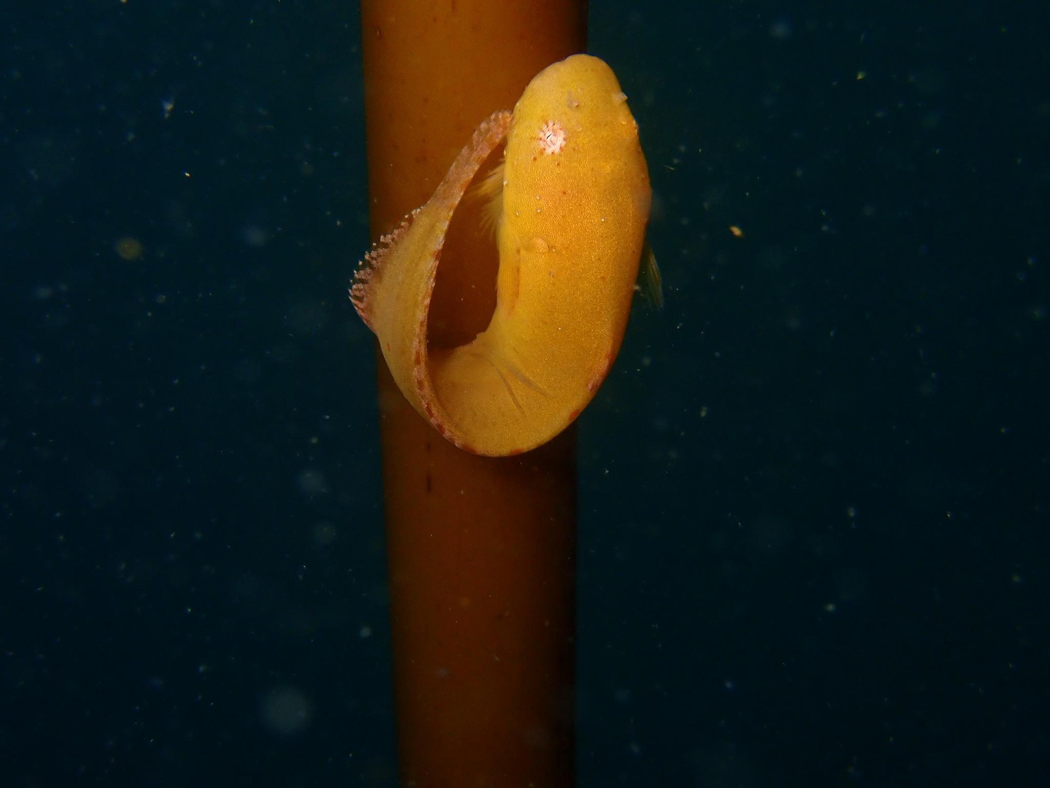 snailfish