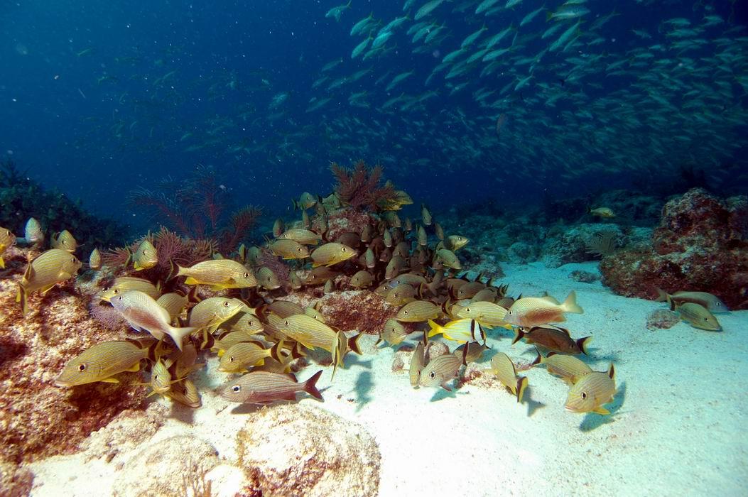 Snapper's Ledge