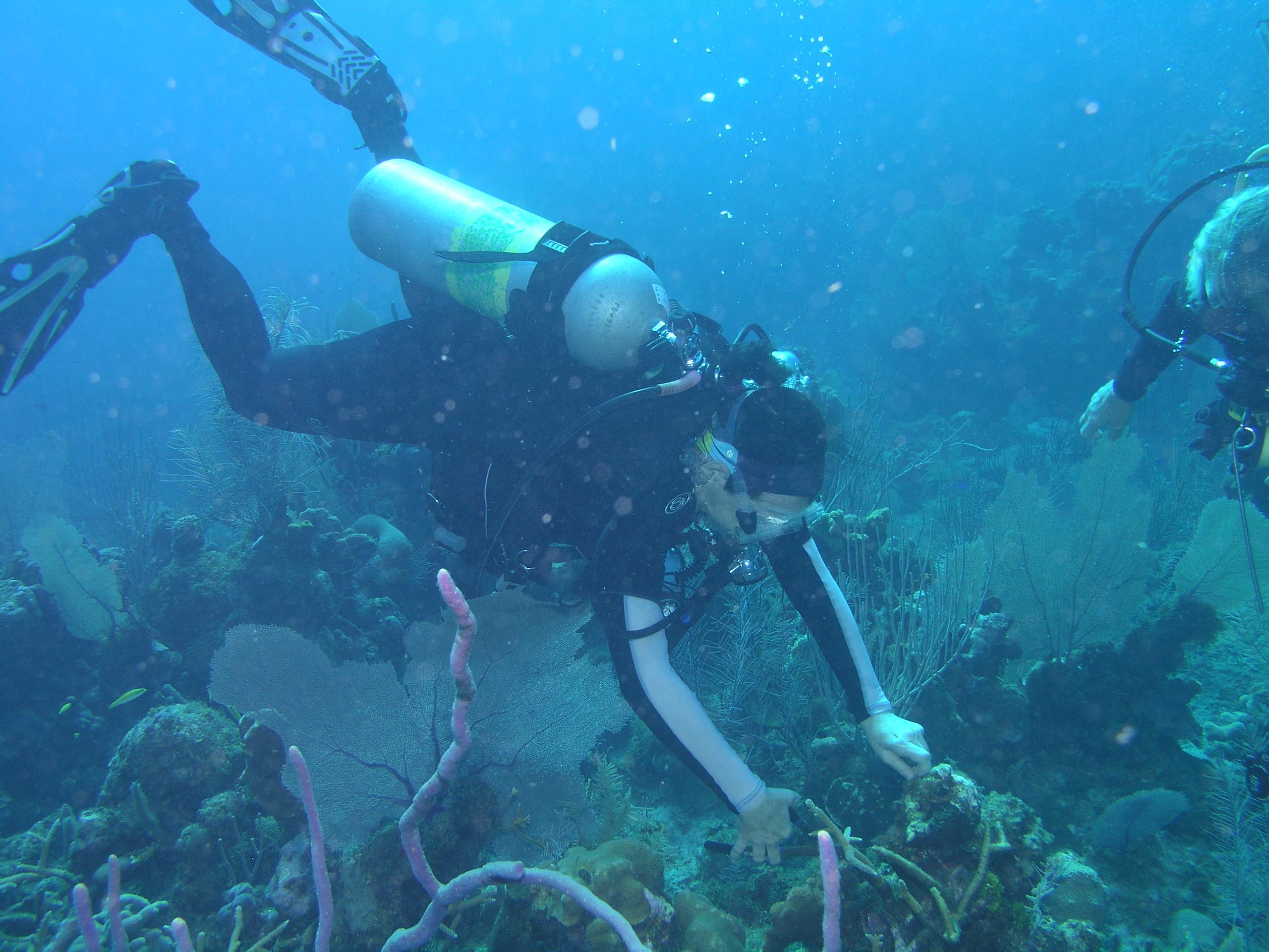 snipping coral