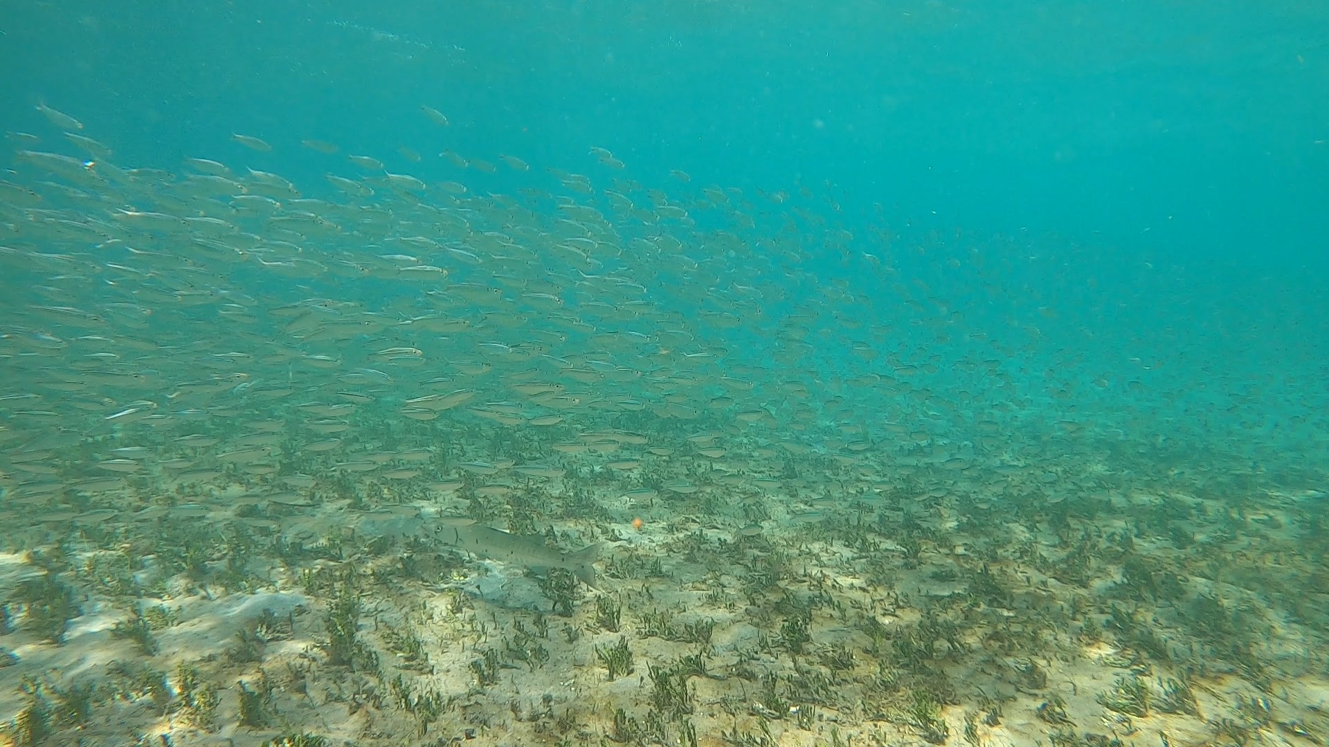 So. Many. Fish.