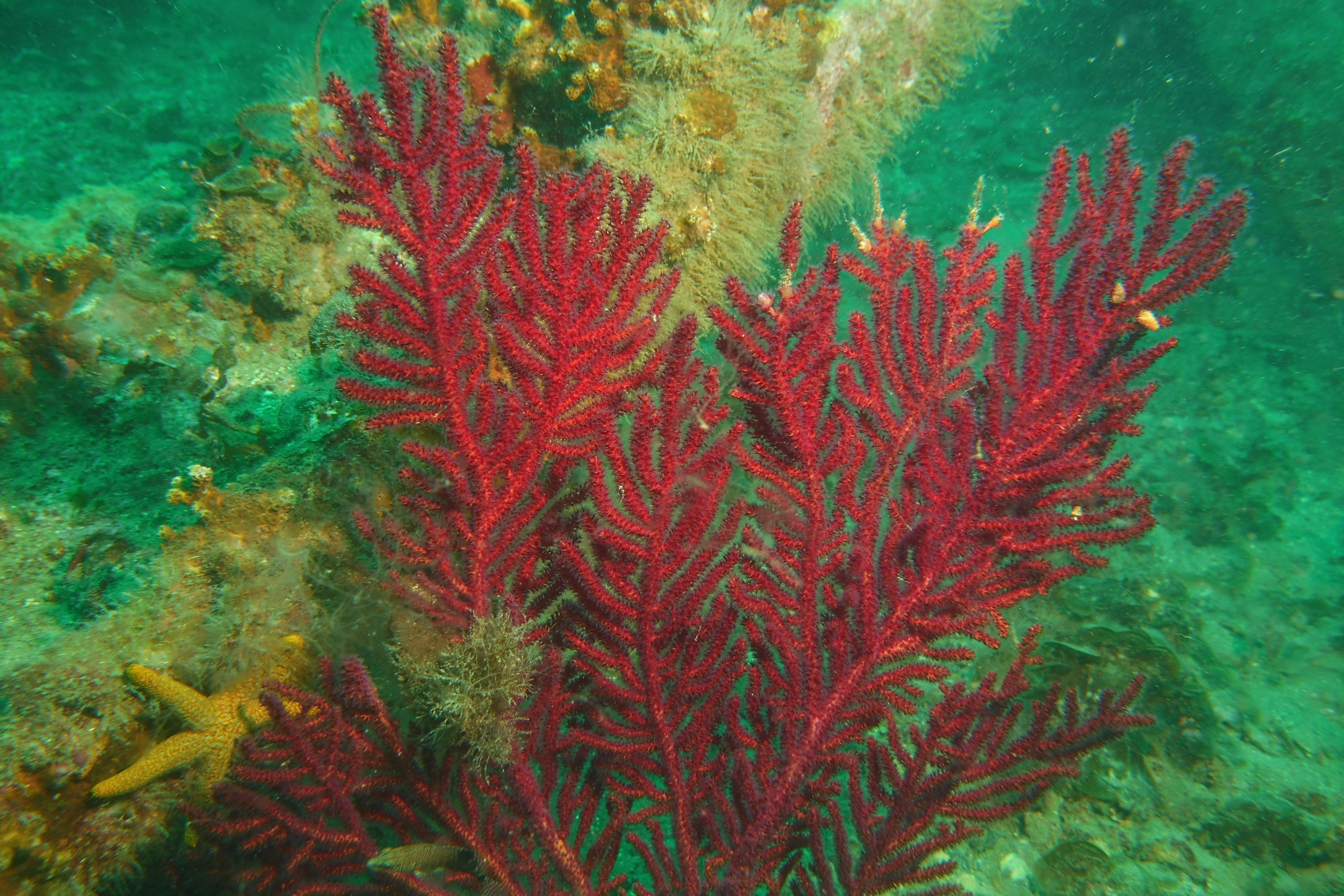 Soft fan coral