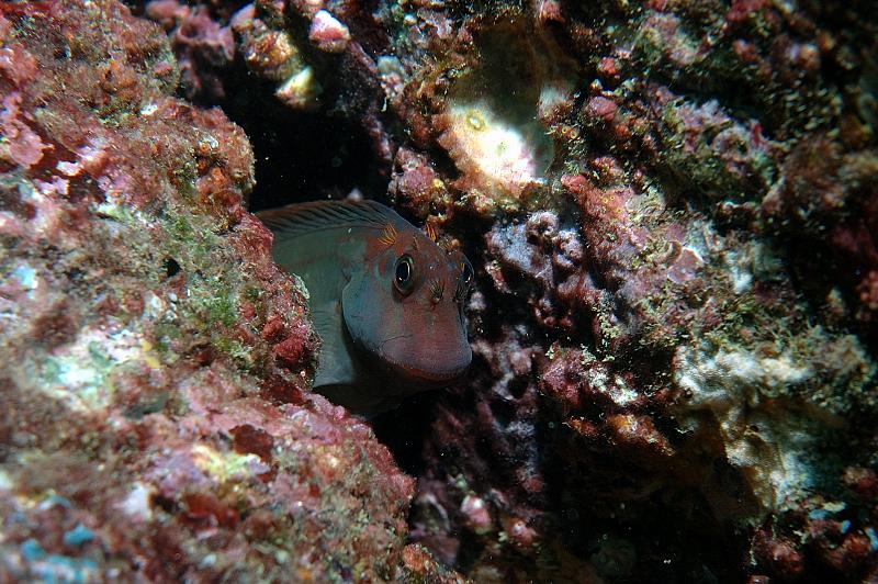 Some Sort of Goby?
