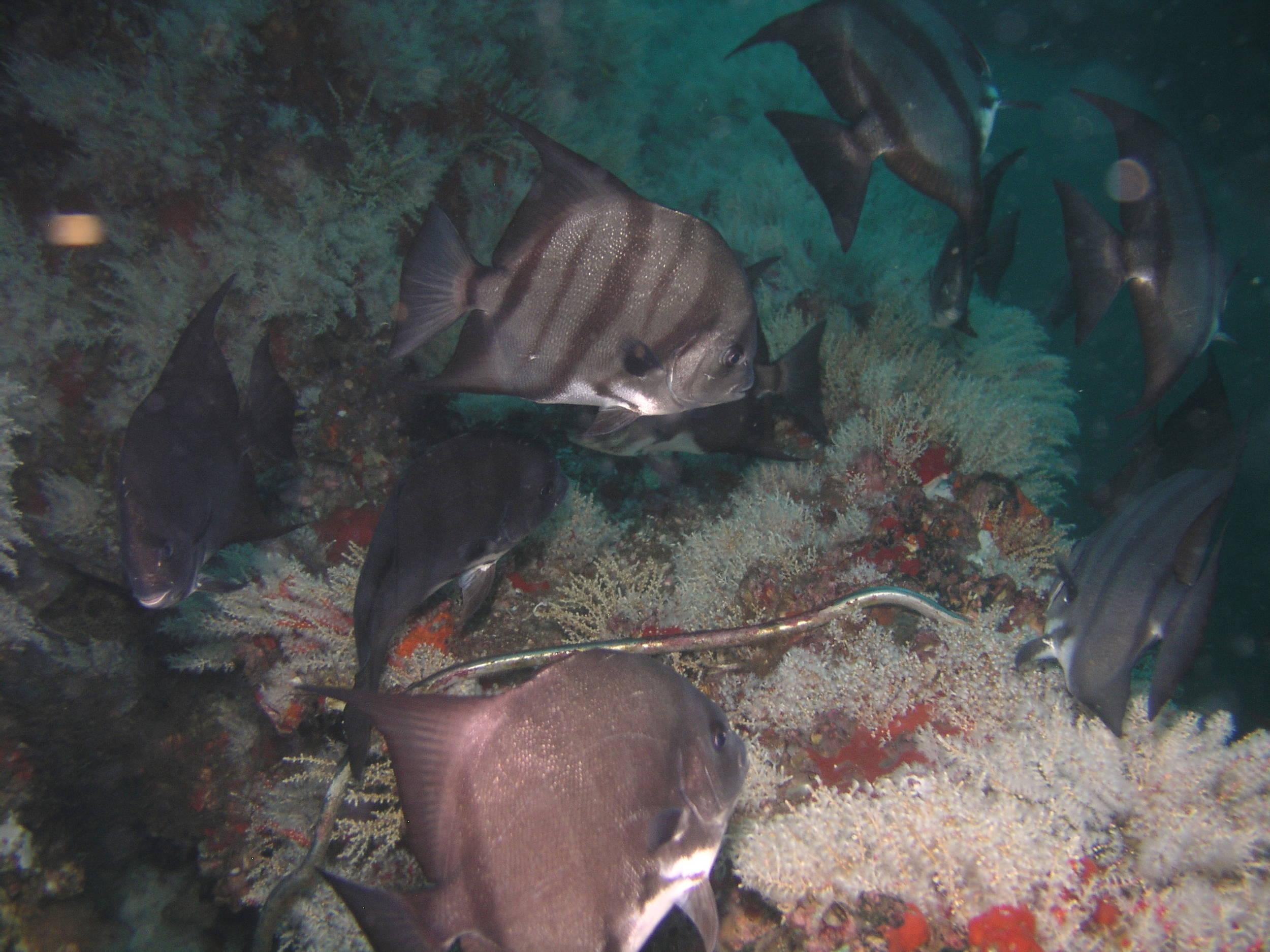 Spadefish-go-round