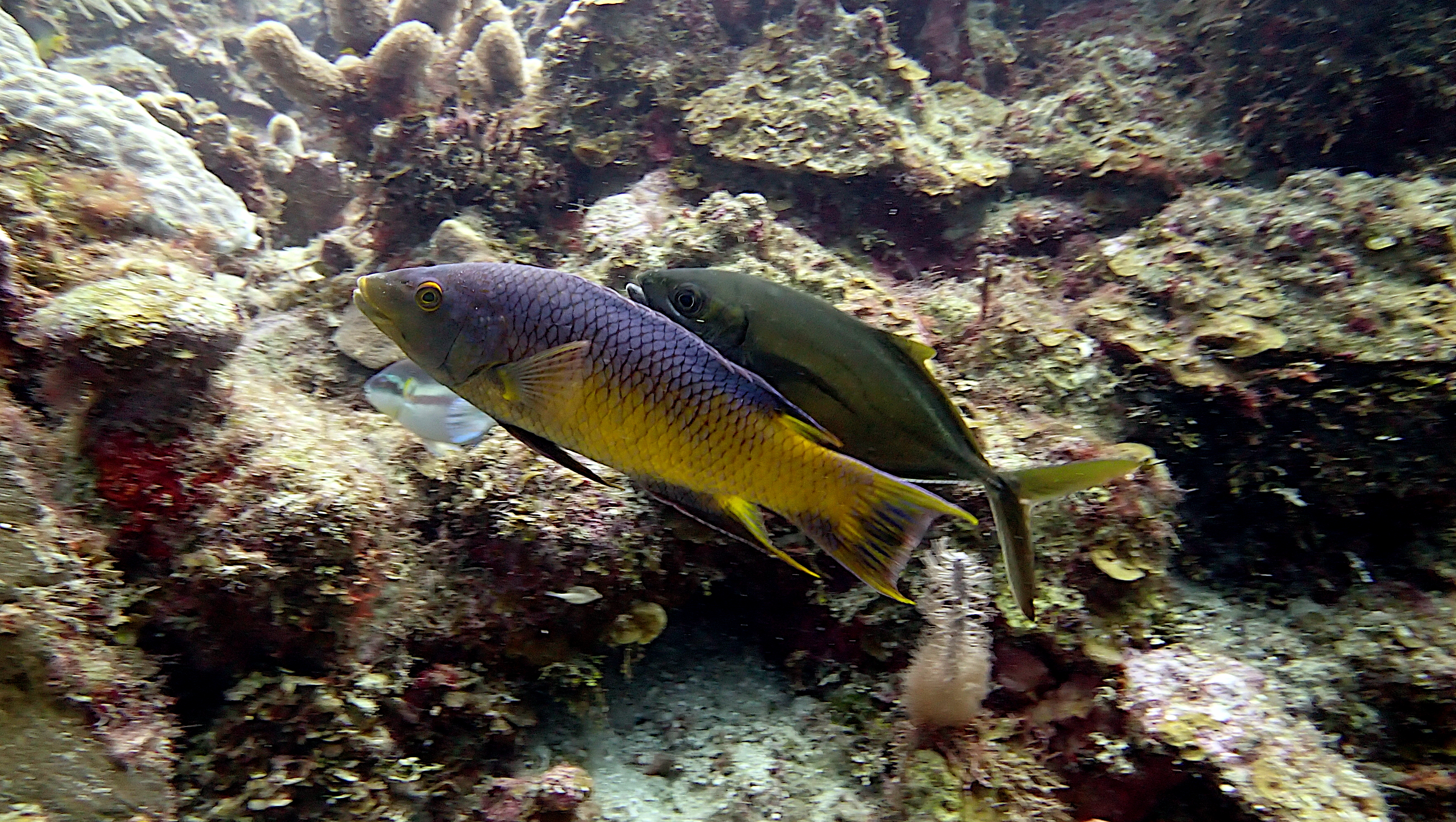 Spanish hogfish