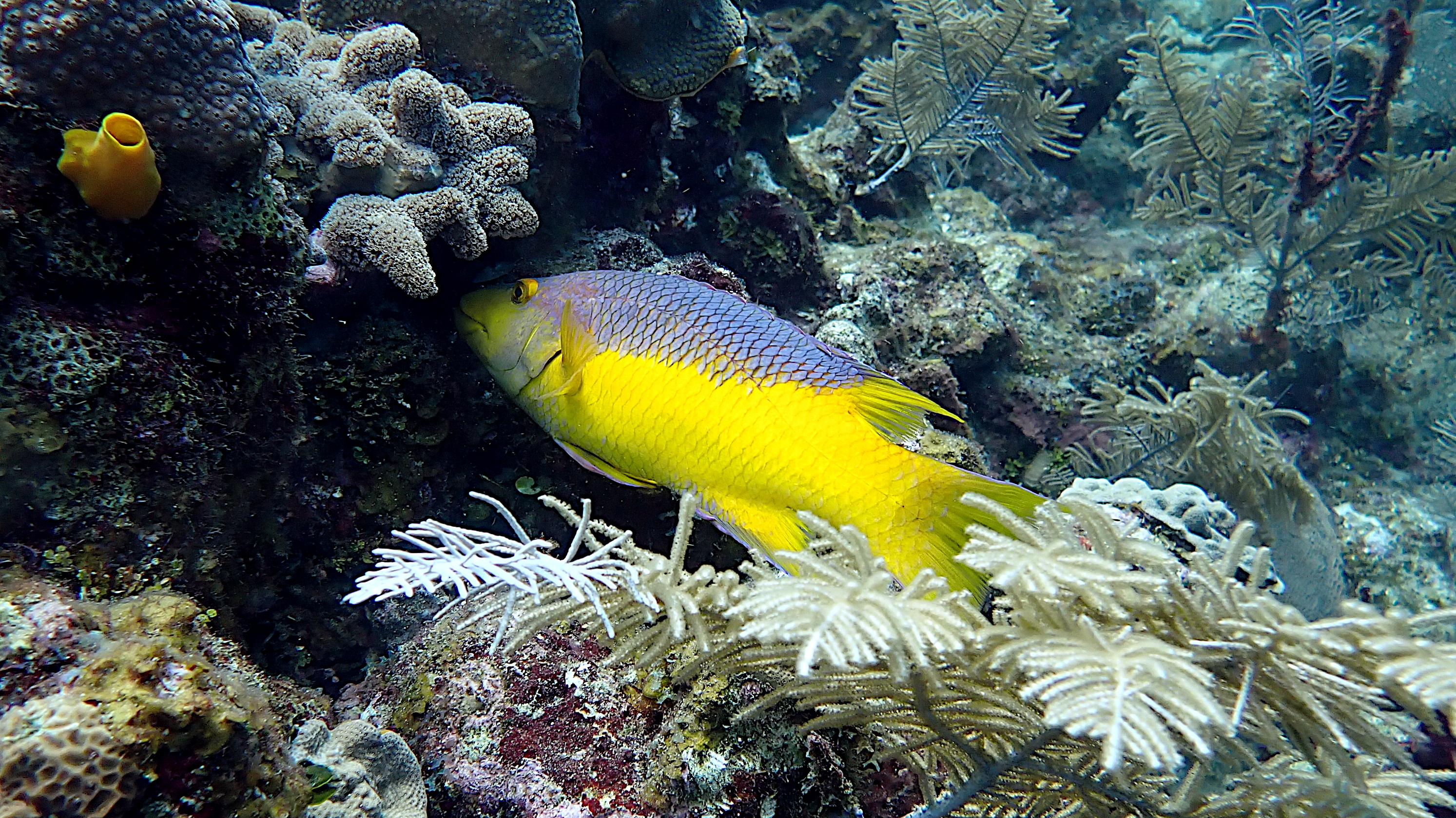 Spanish hogfish