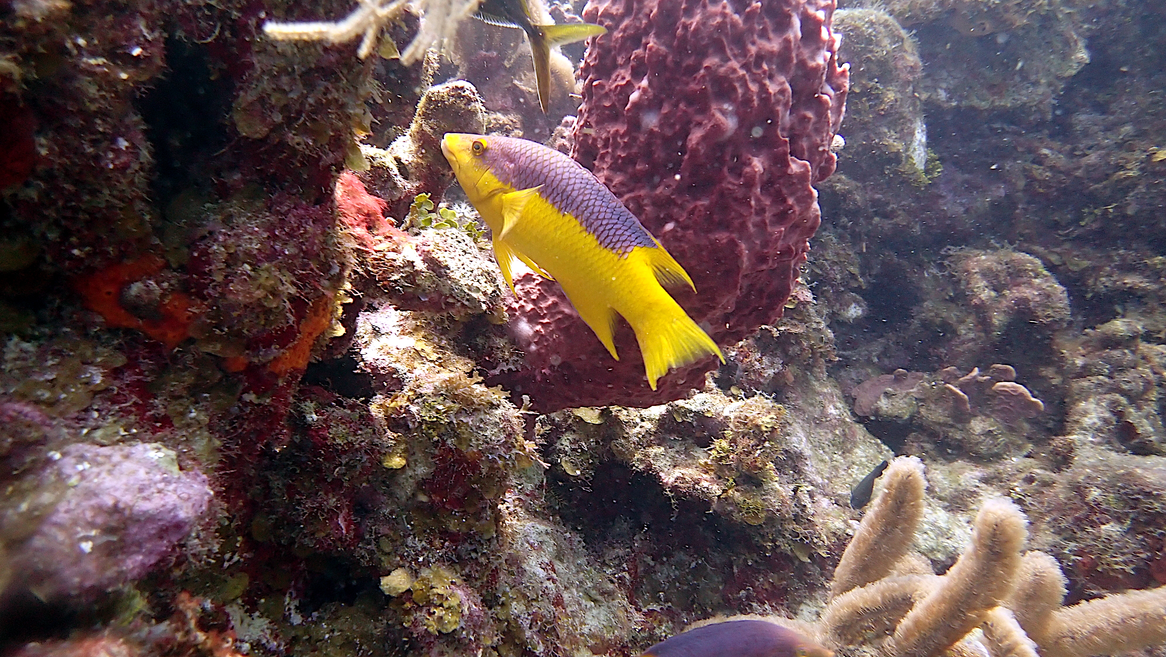 Spanish hogfish