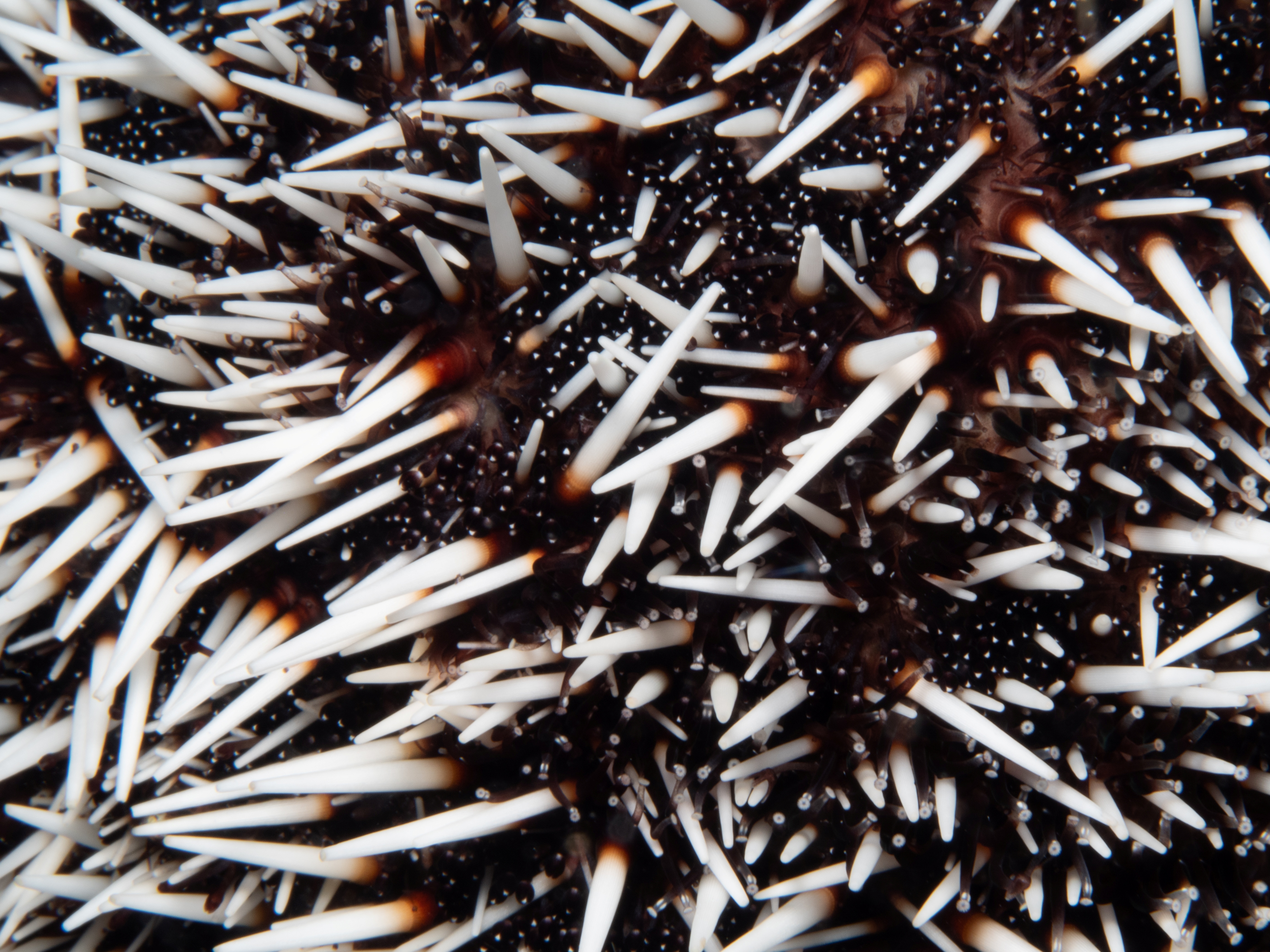 spiky