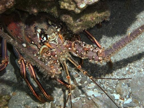 Spiny Lobster