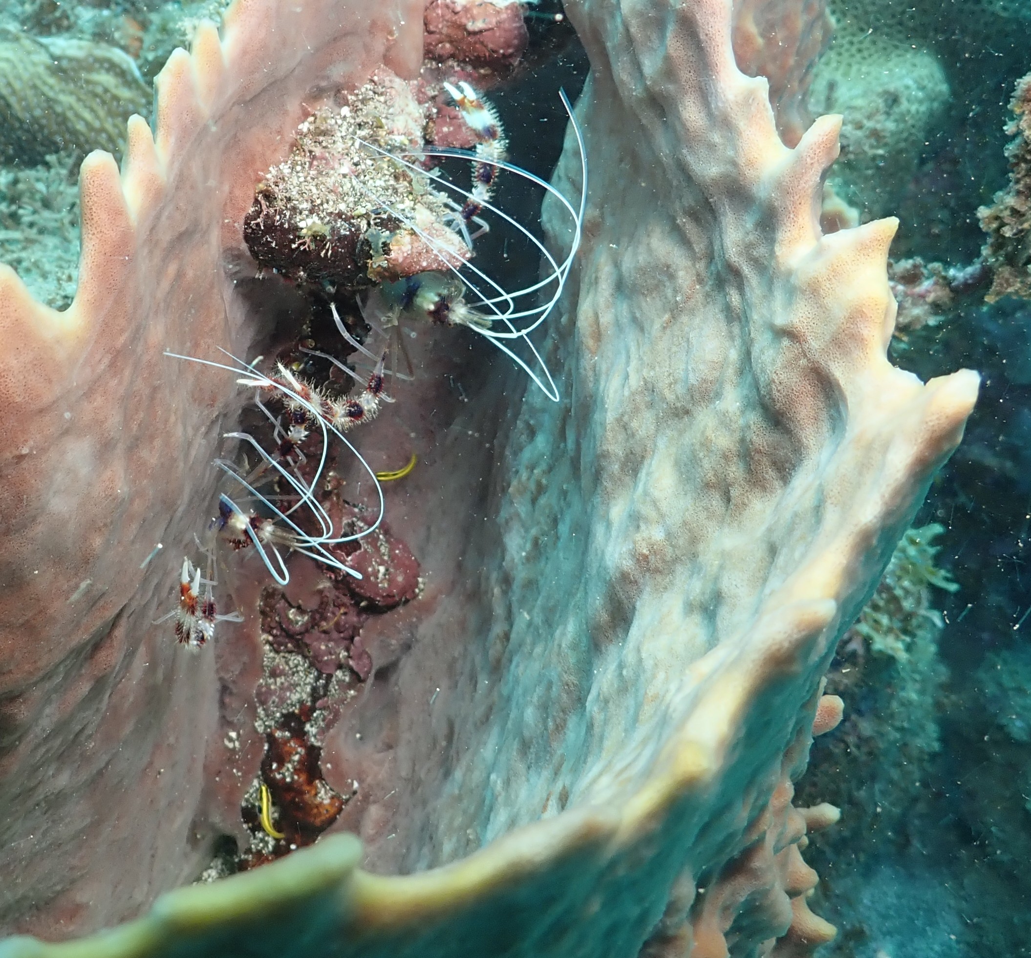 Sponge dwellers