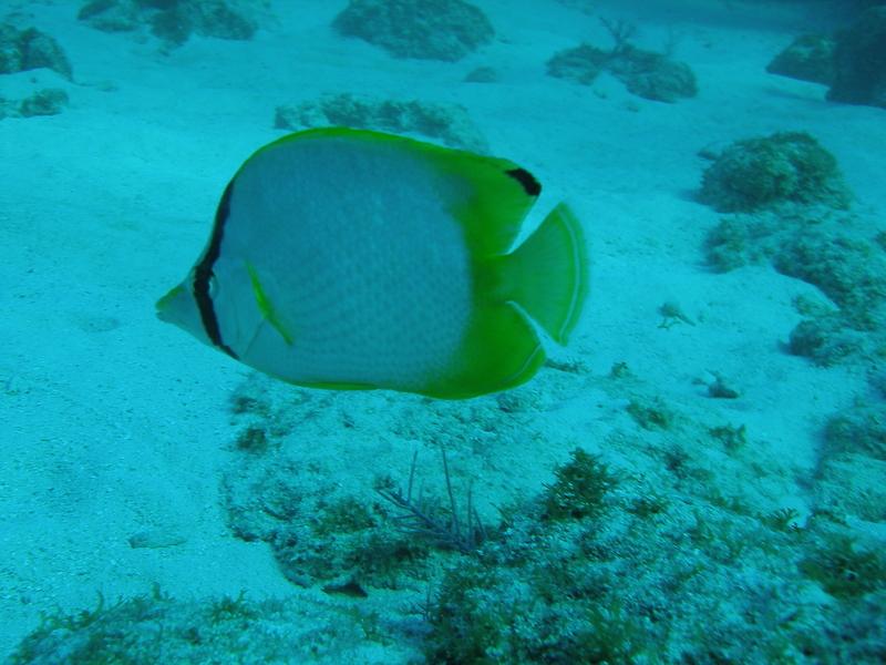 Spotfin butterfly