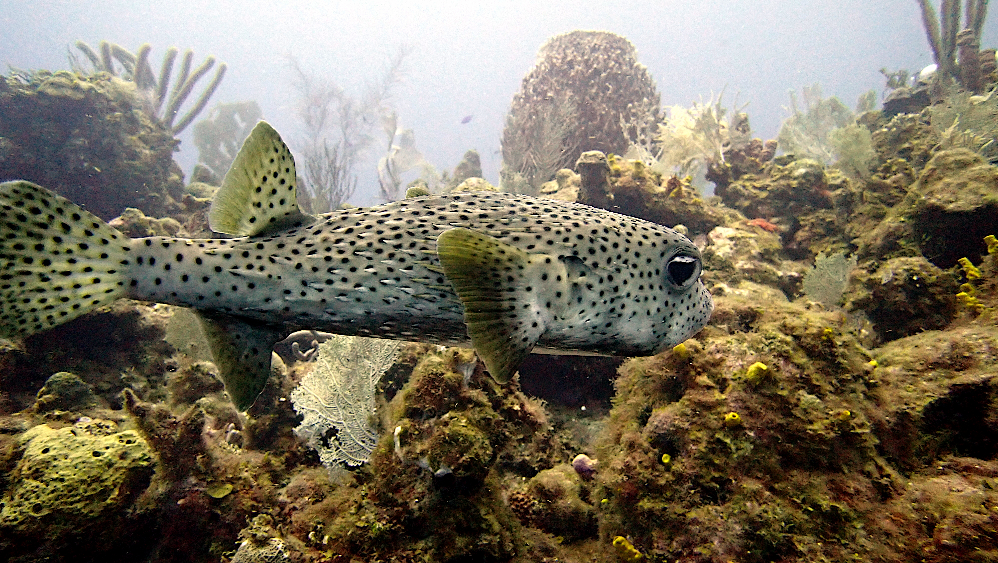 Spotted burrfish