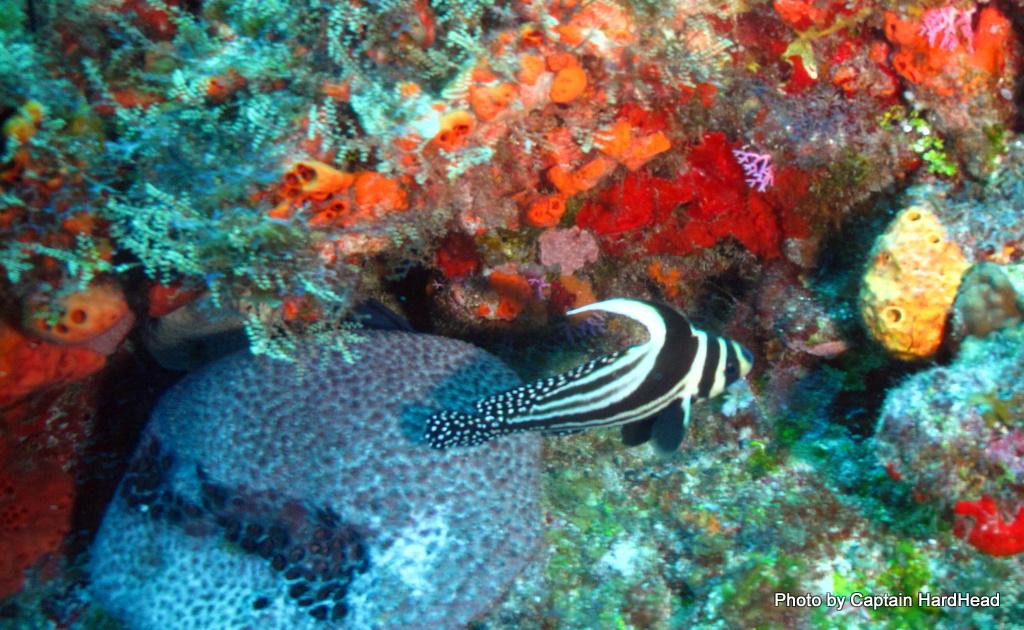 Spotted Drum