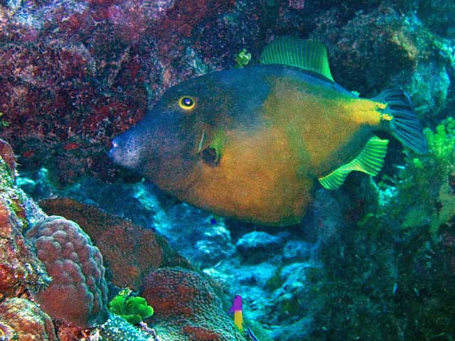 Spotted goatfish