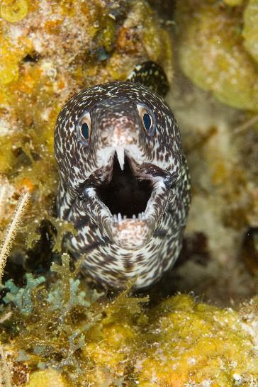 Spotted Moray
