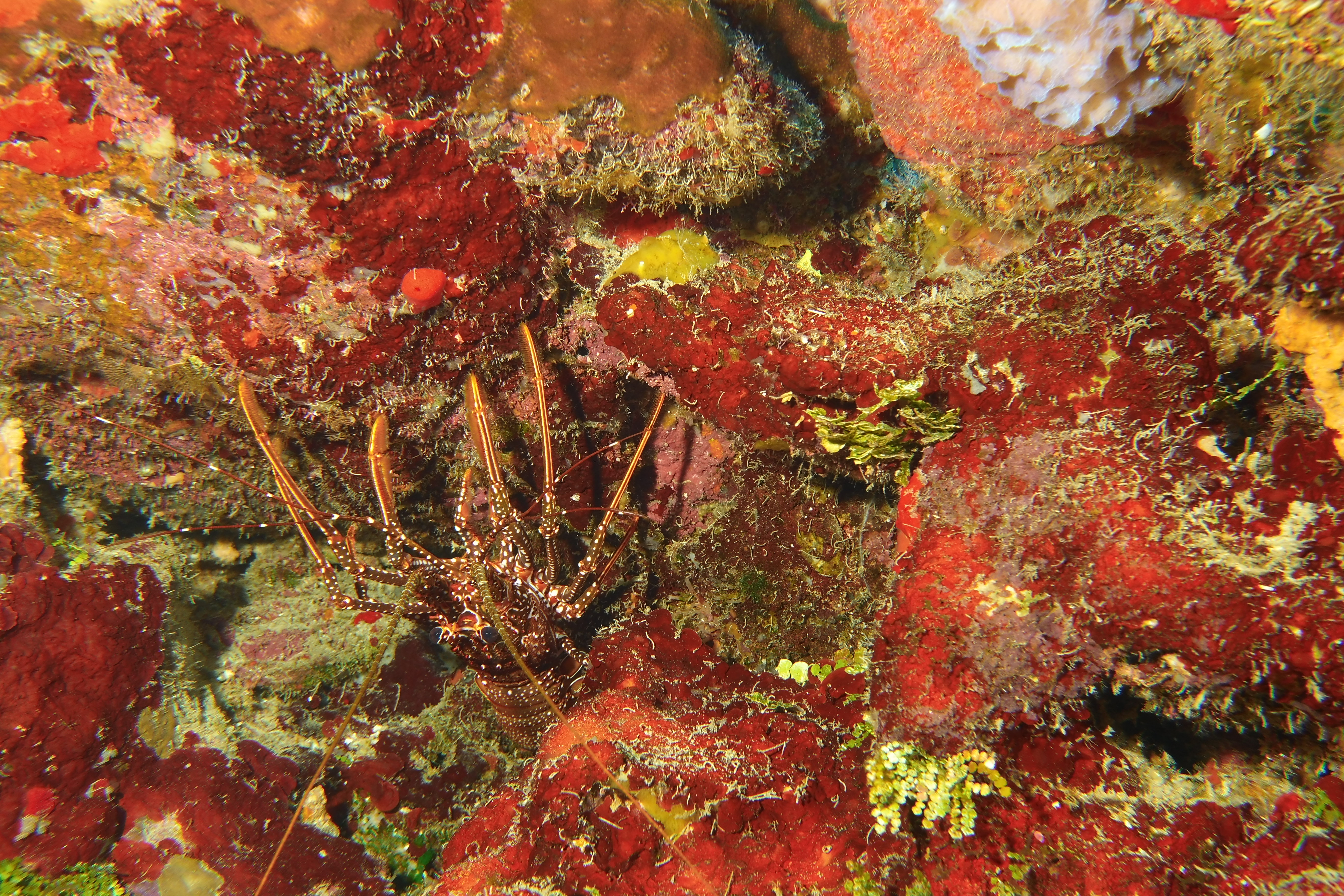 Spotted spiny lobster