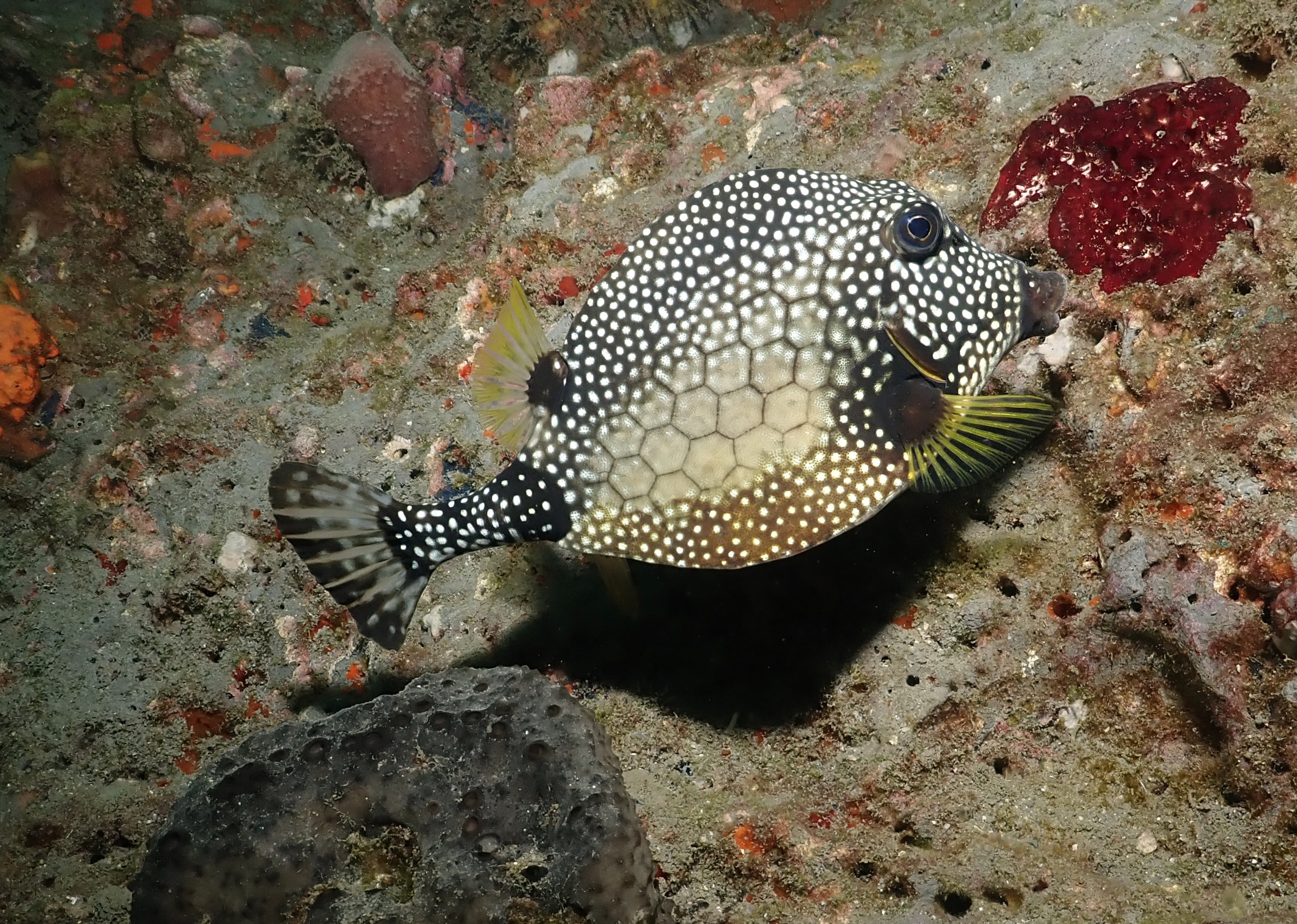 spotted trunkfish