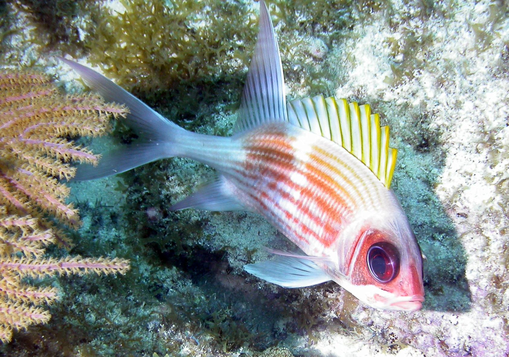 Squirellfish