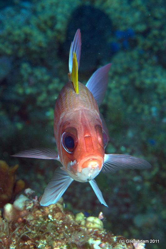 Squirrel Fish