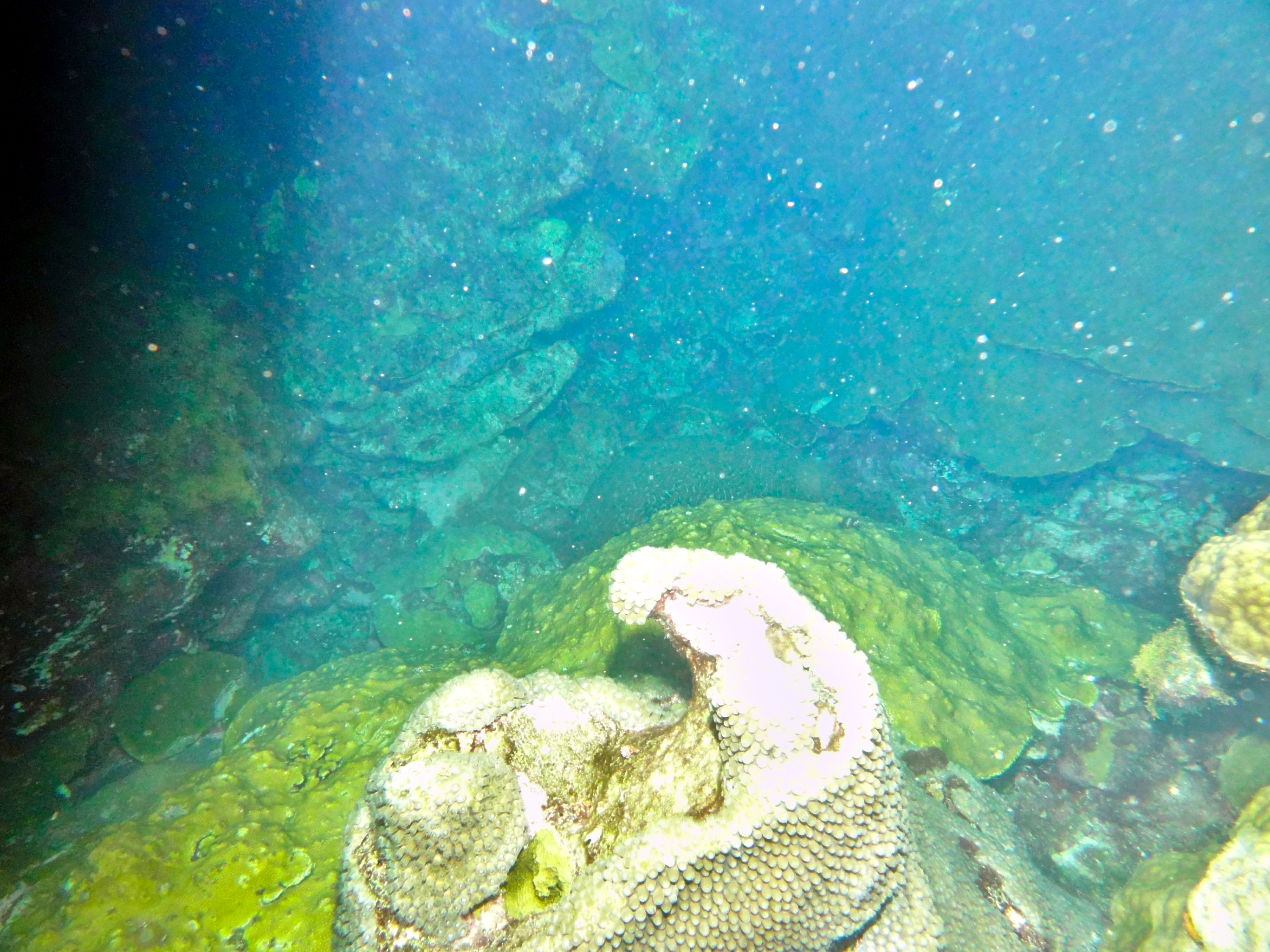 Star coral spawning