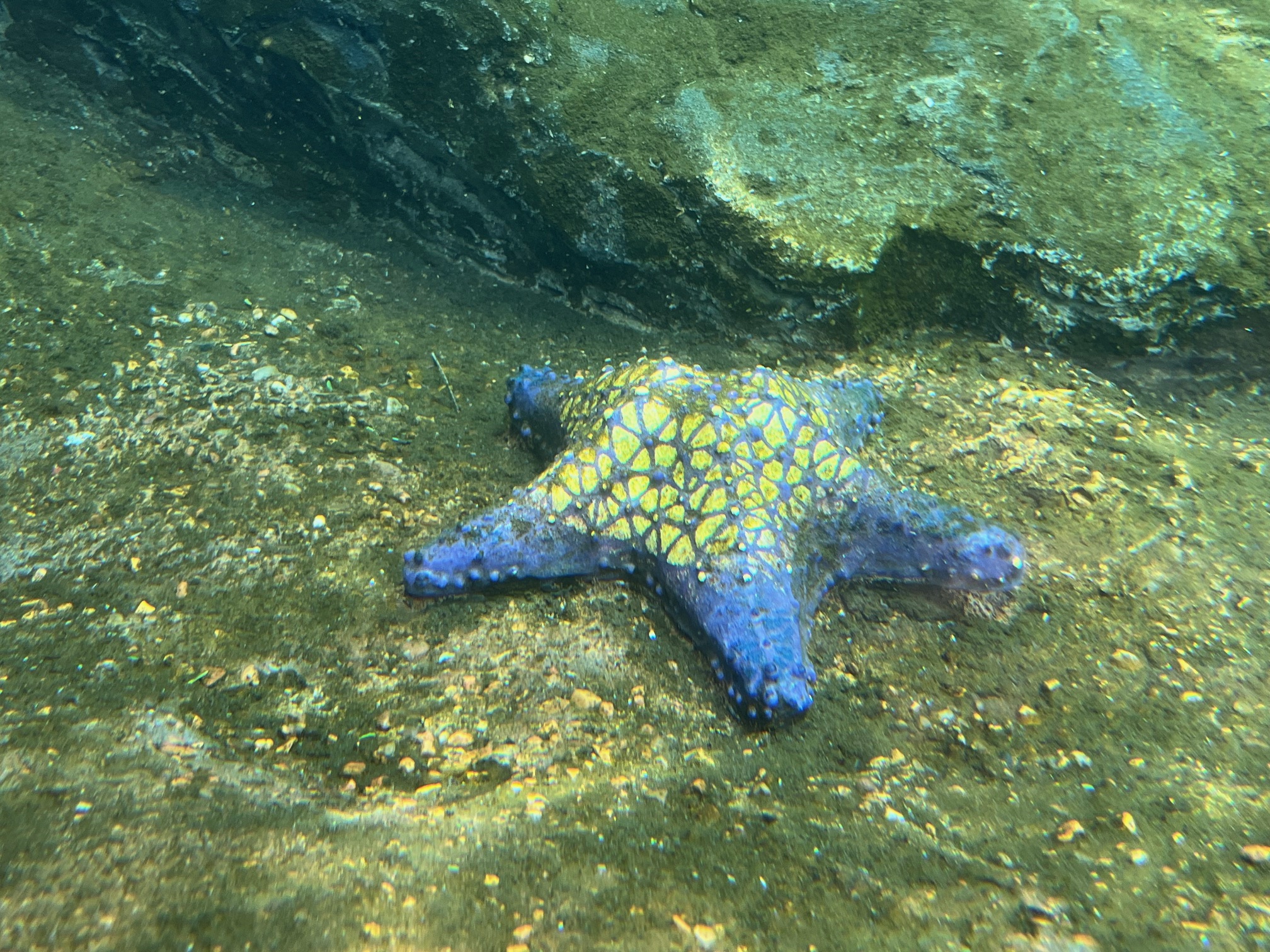 Star