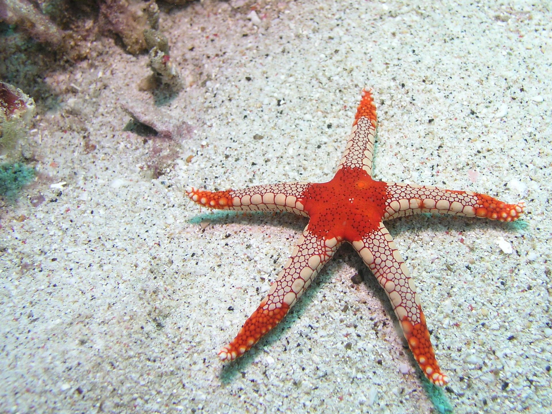 starfish