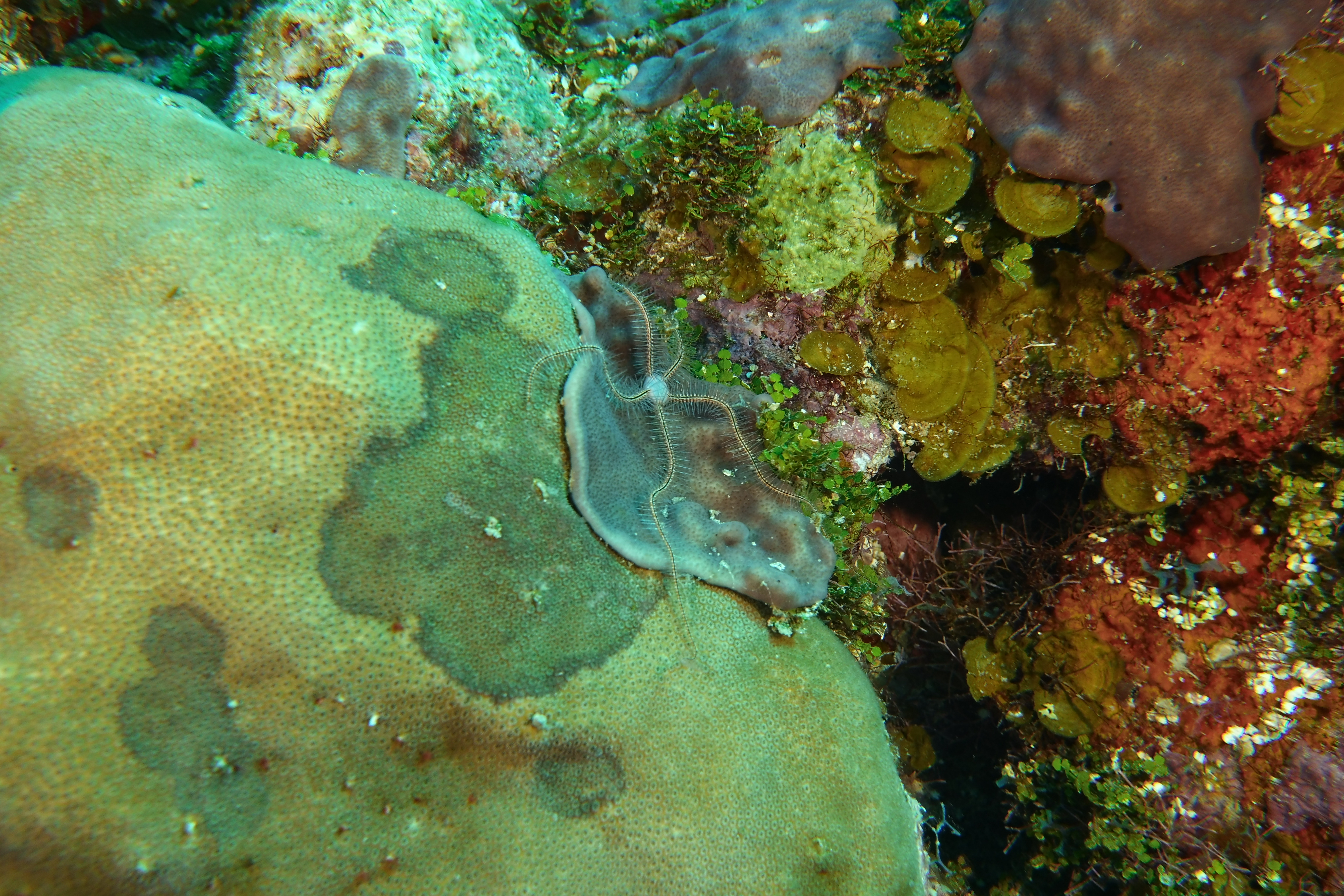 Starfish