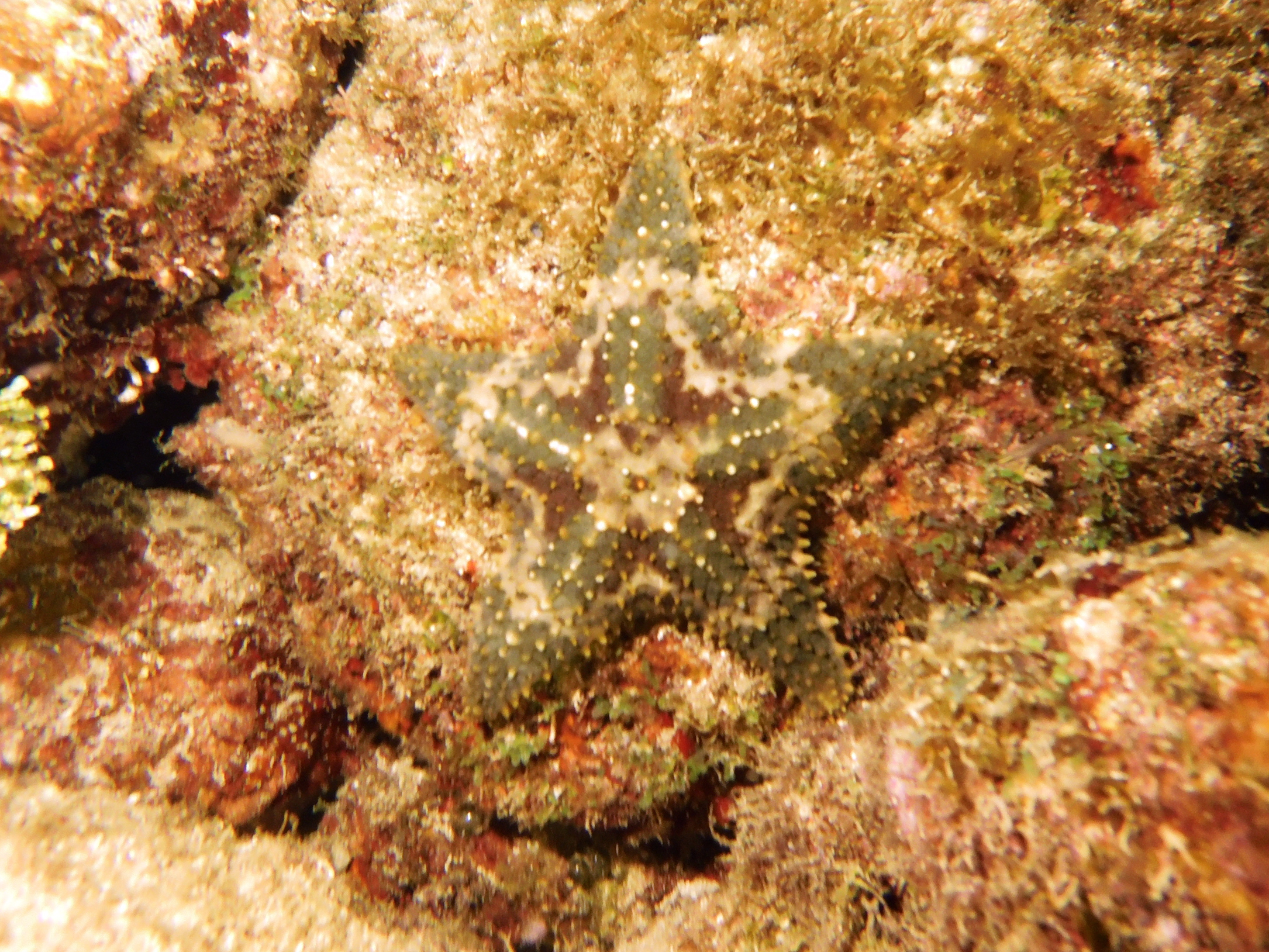 Starfish!