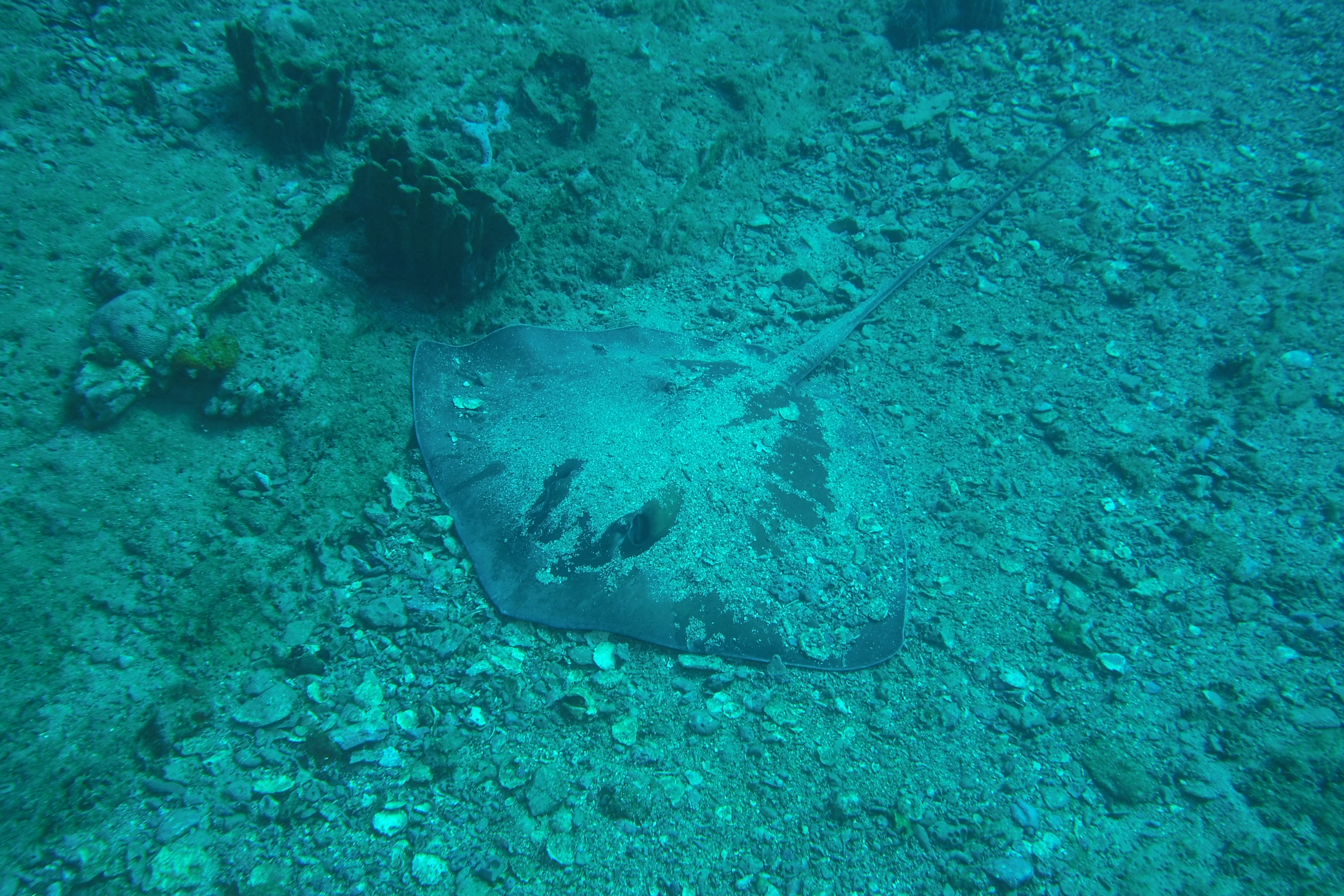 Stingray hiding