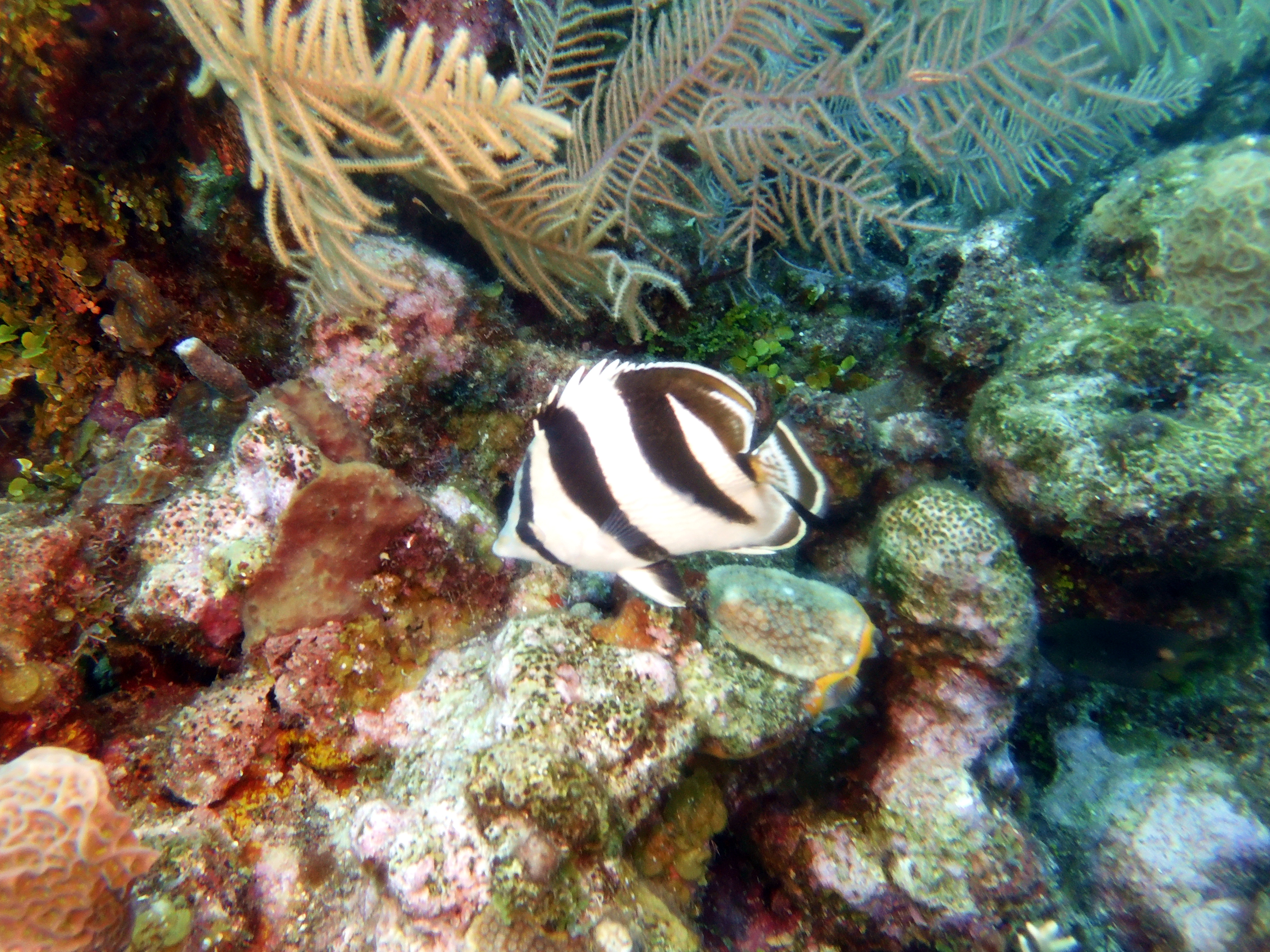 Stingray Reef