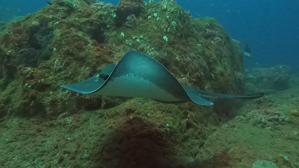 Stingray Wave 2.png