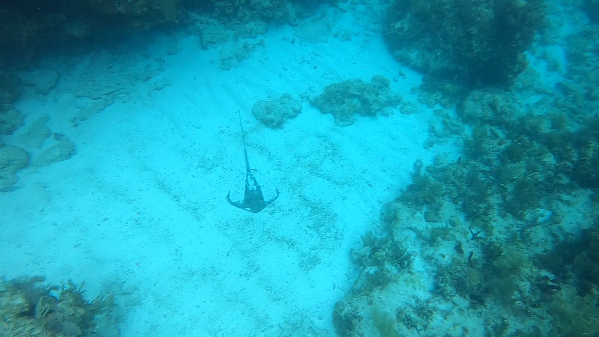 Stingray