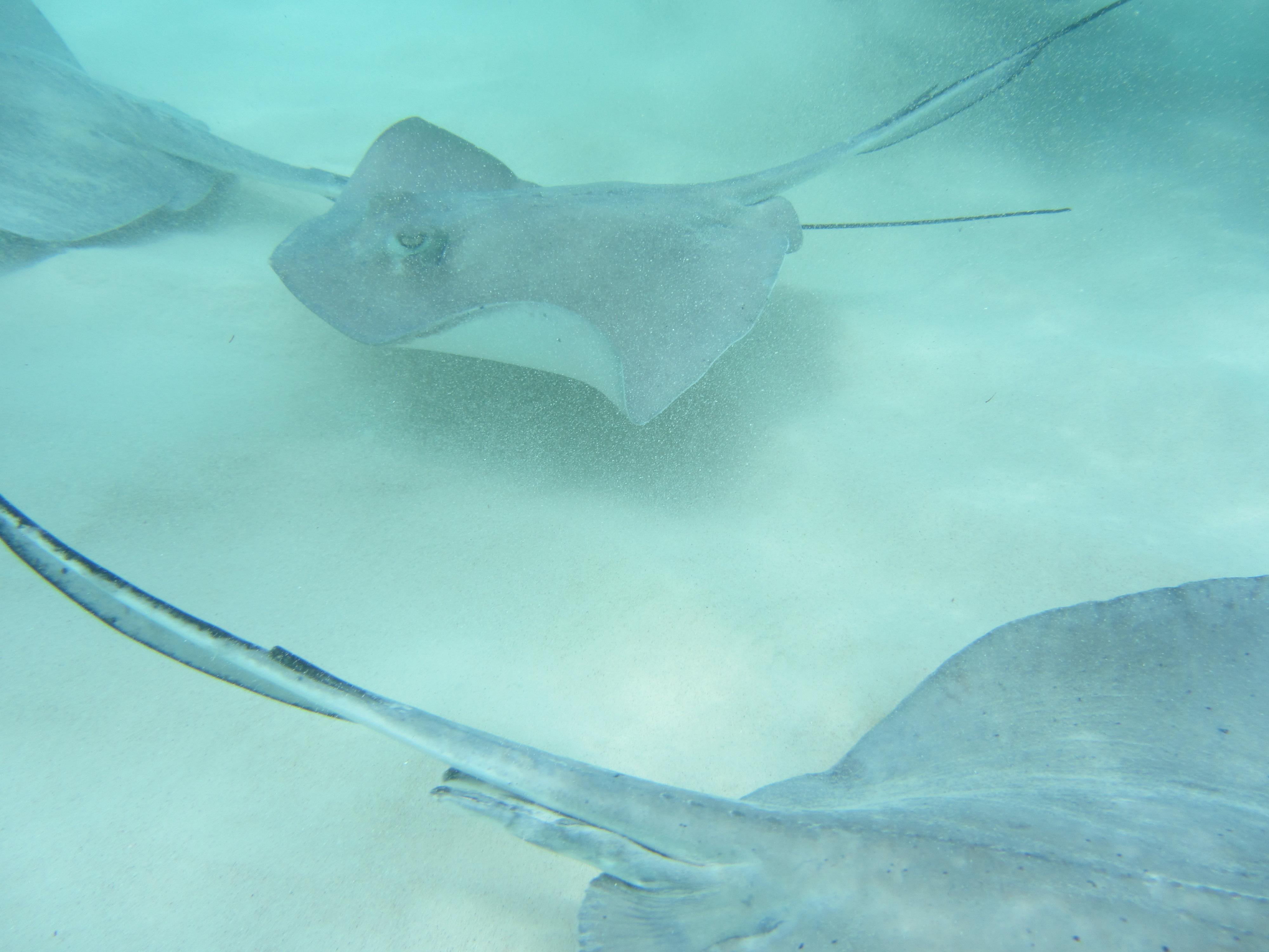 Stingrays were everywhere....