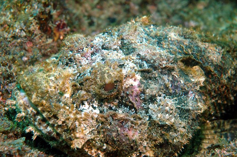 Stone Fish
