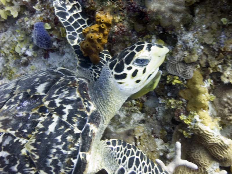 Stoplight parrotfish