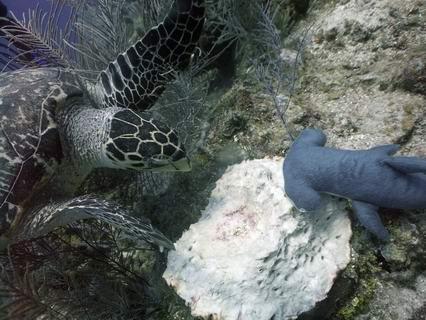 Stress management, Mahahual style