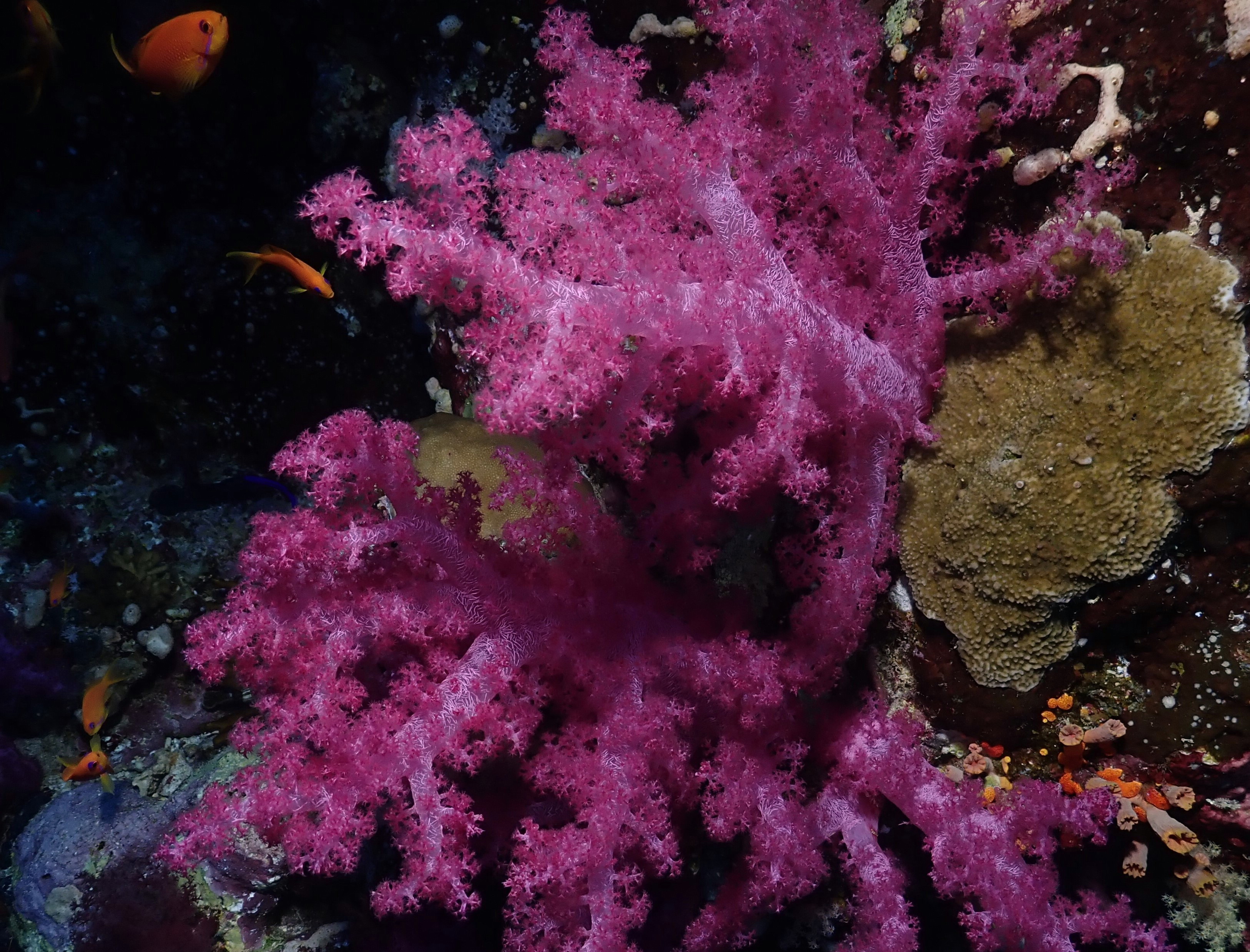 stunning coral