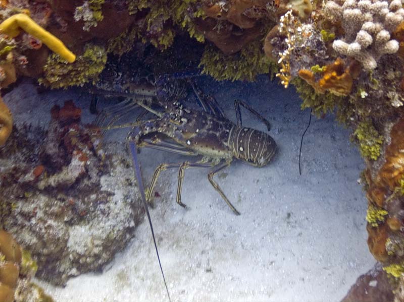 Sunken boat
