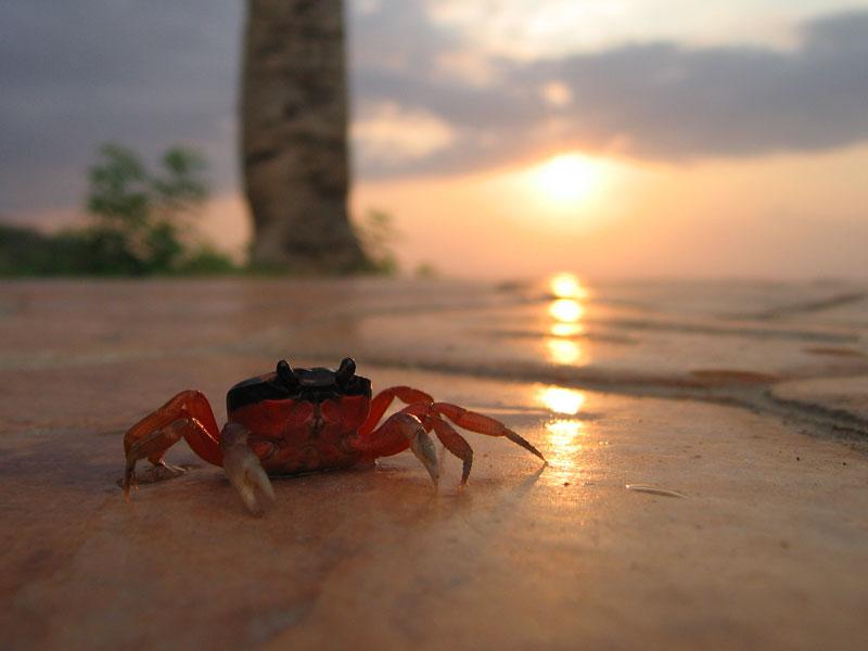 Sunset Crab