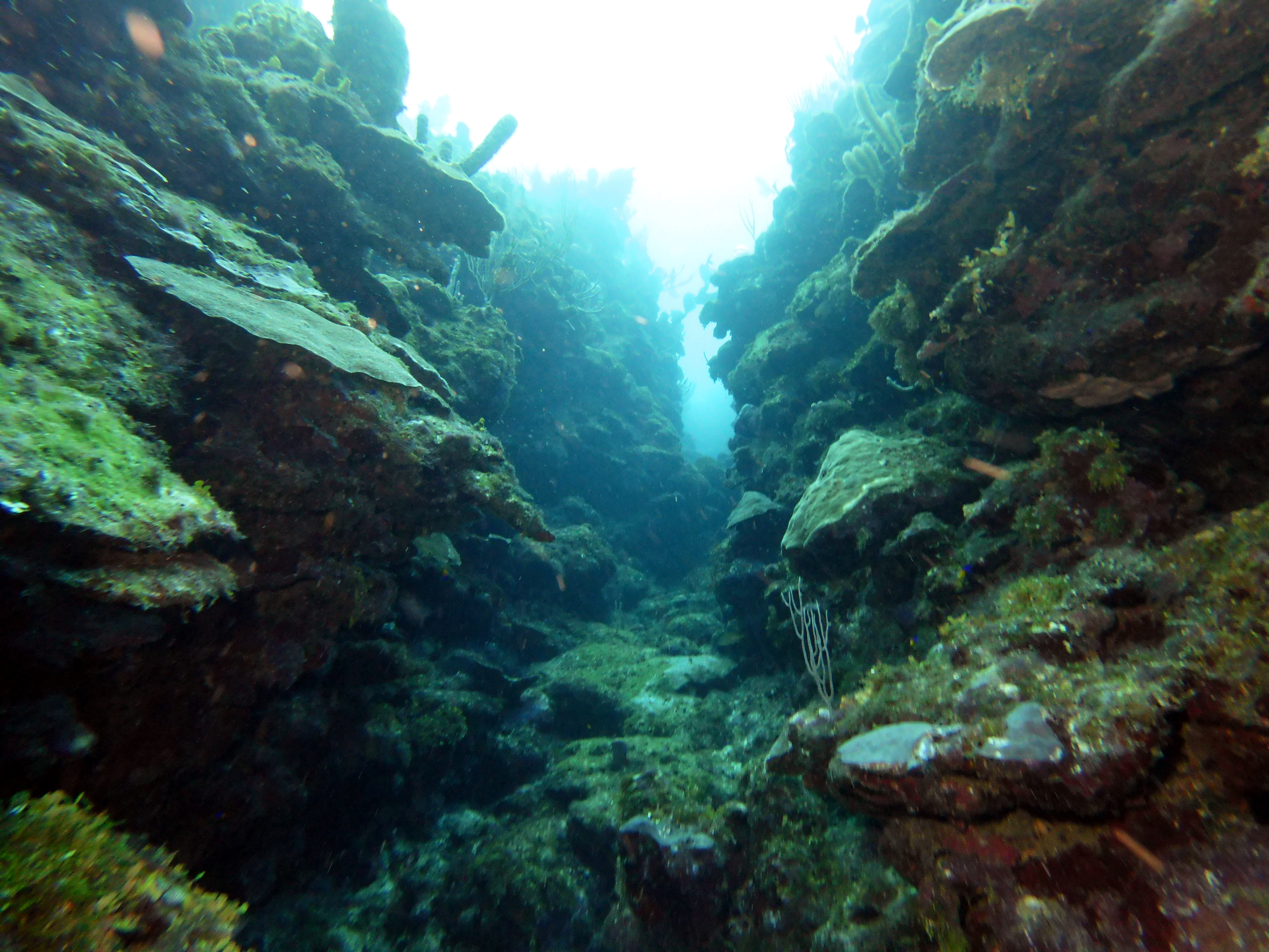 Swim-thru in Fish Fen