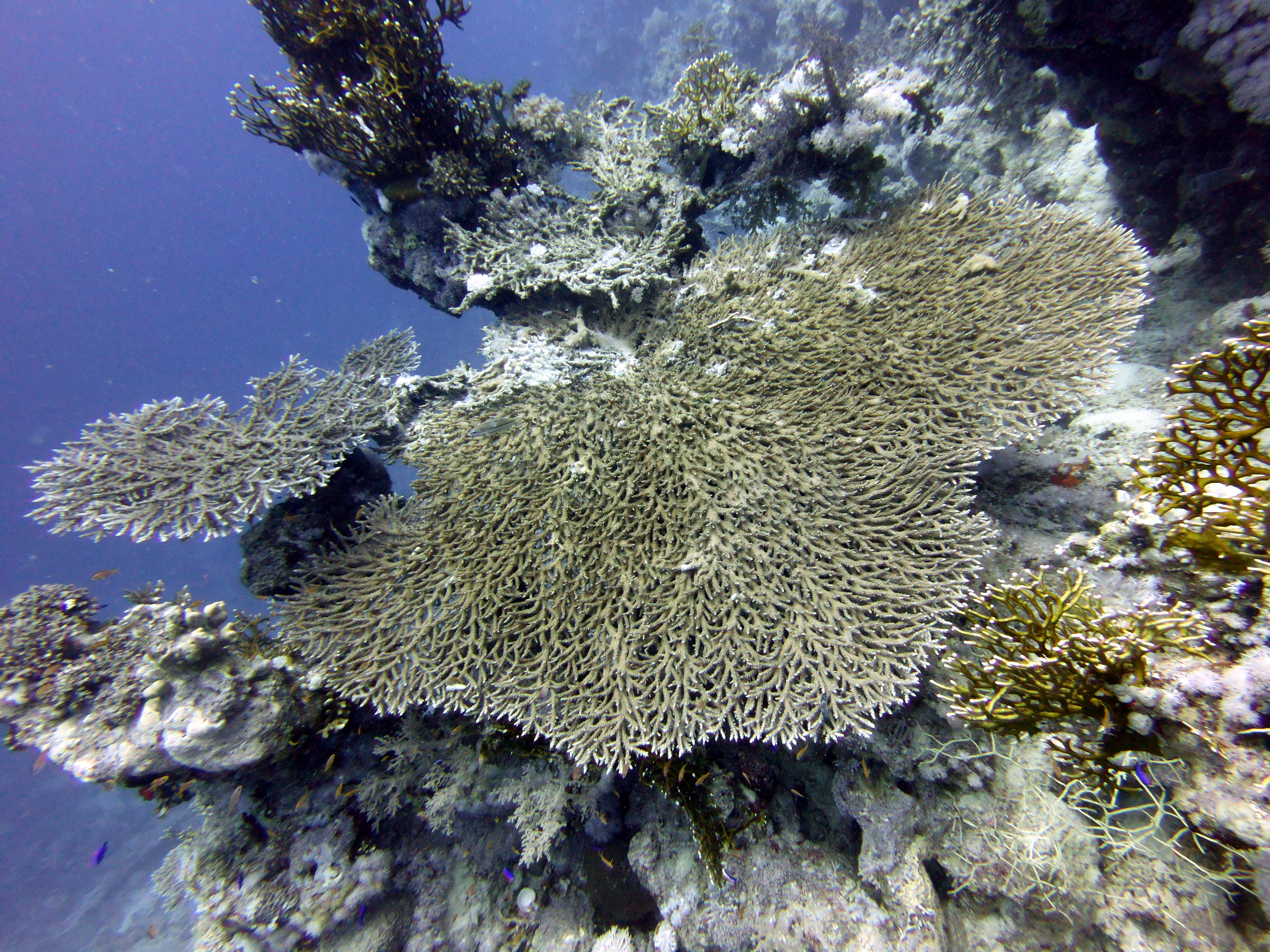 Table coral at Lighthouse Reef