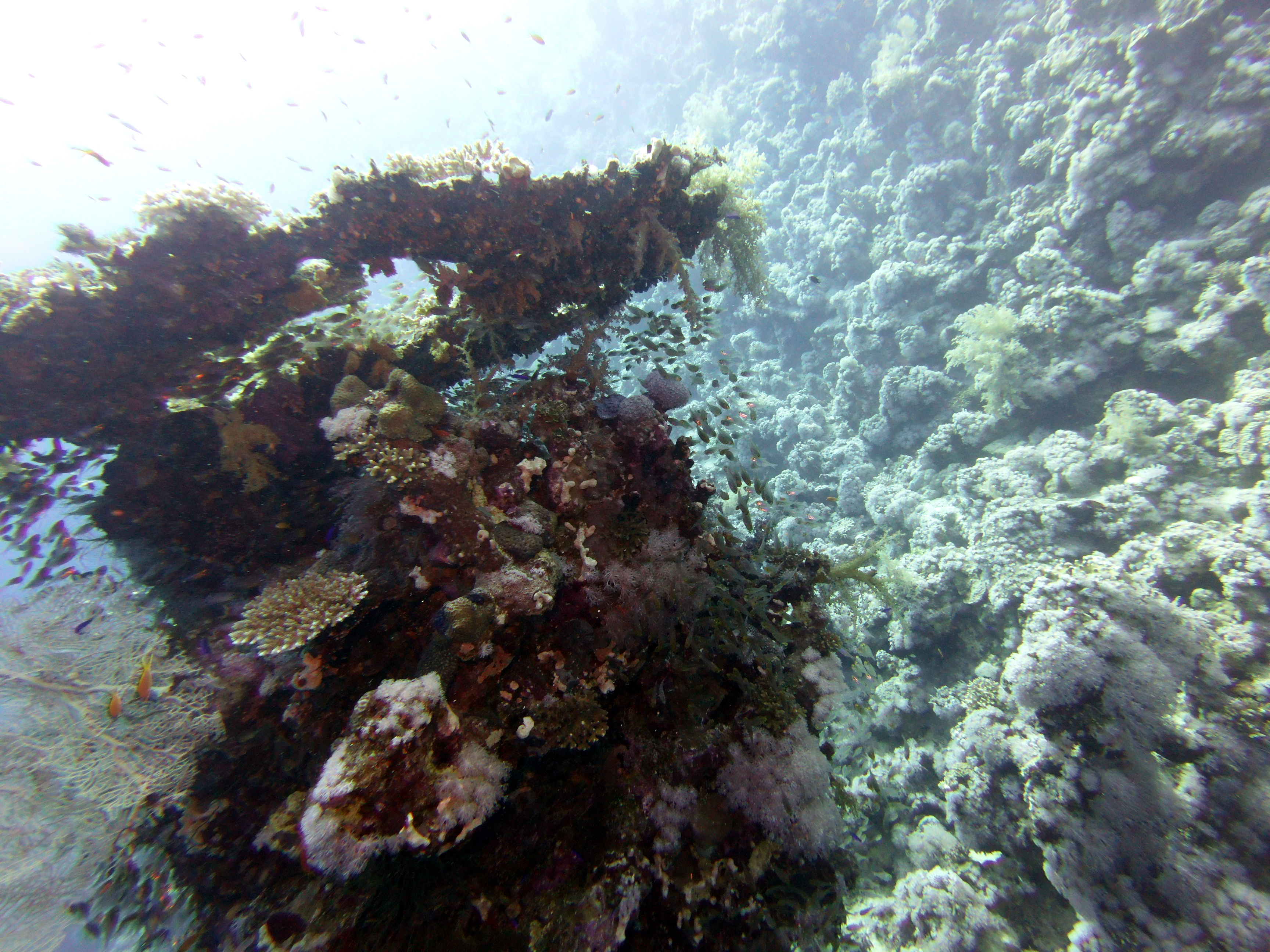 Table coral at Ras Zat'ar