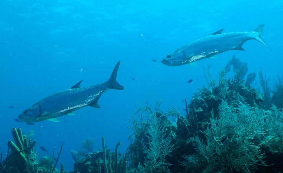 Tarpon