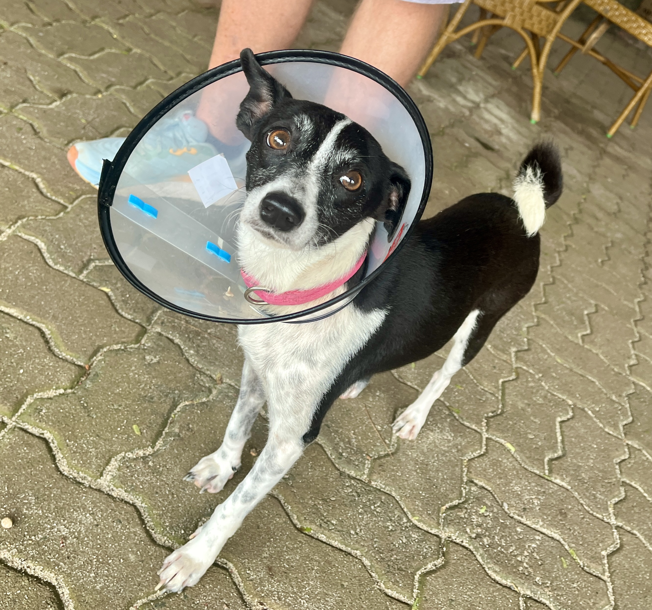 The cone of shame