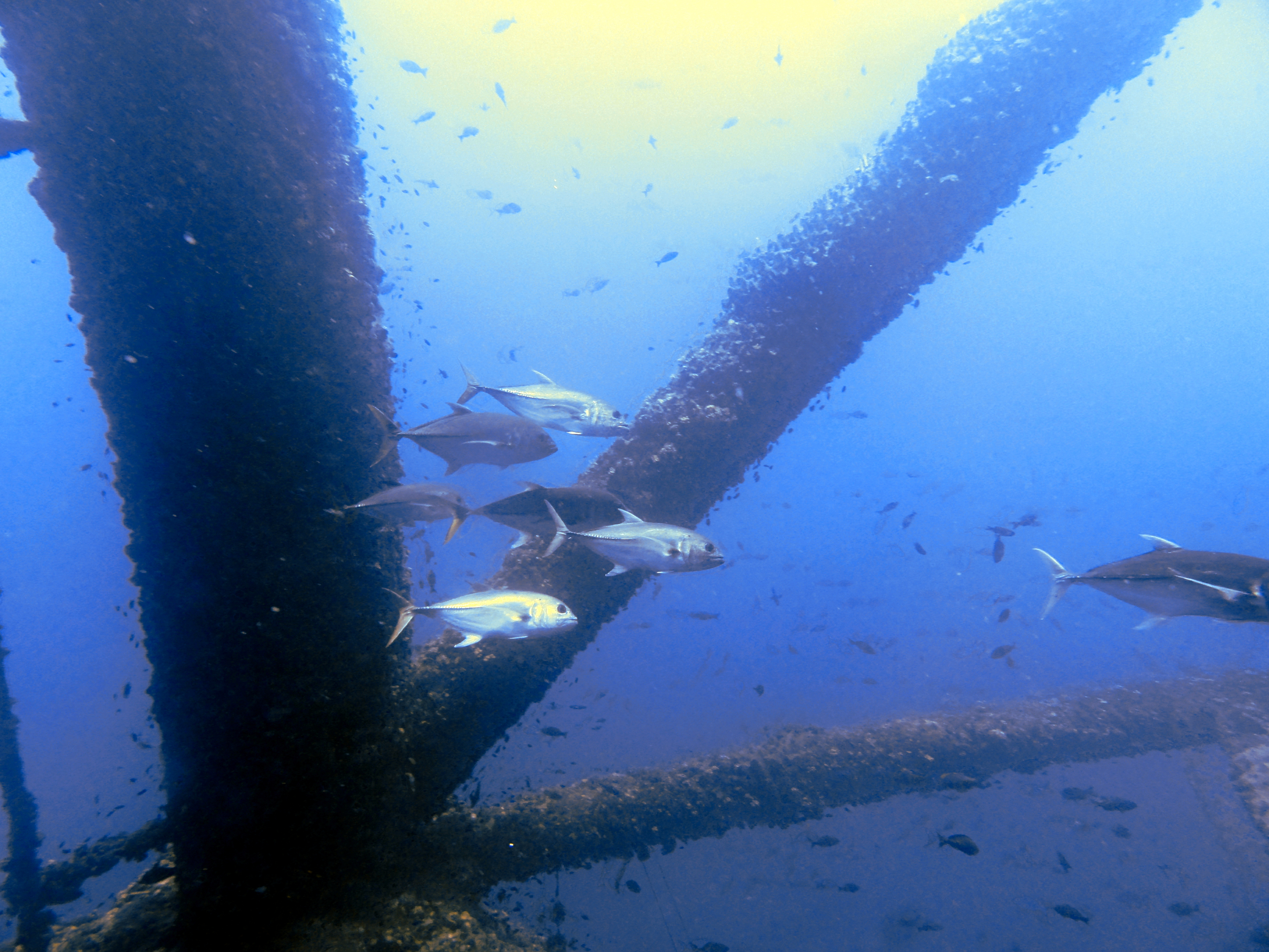 The posse of amberjacks