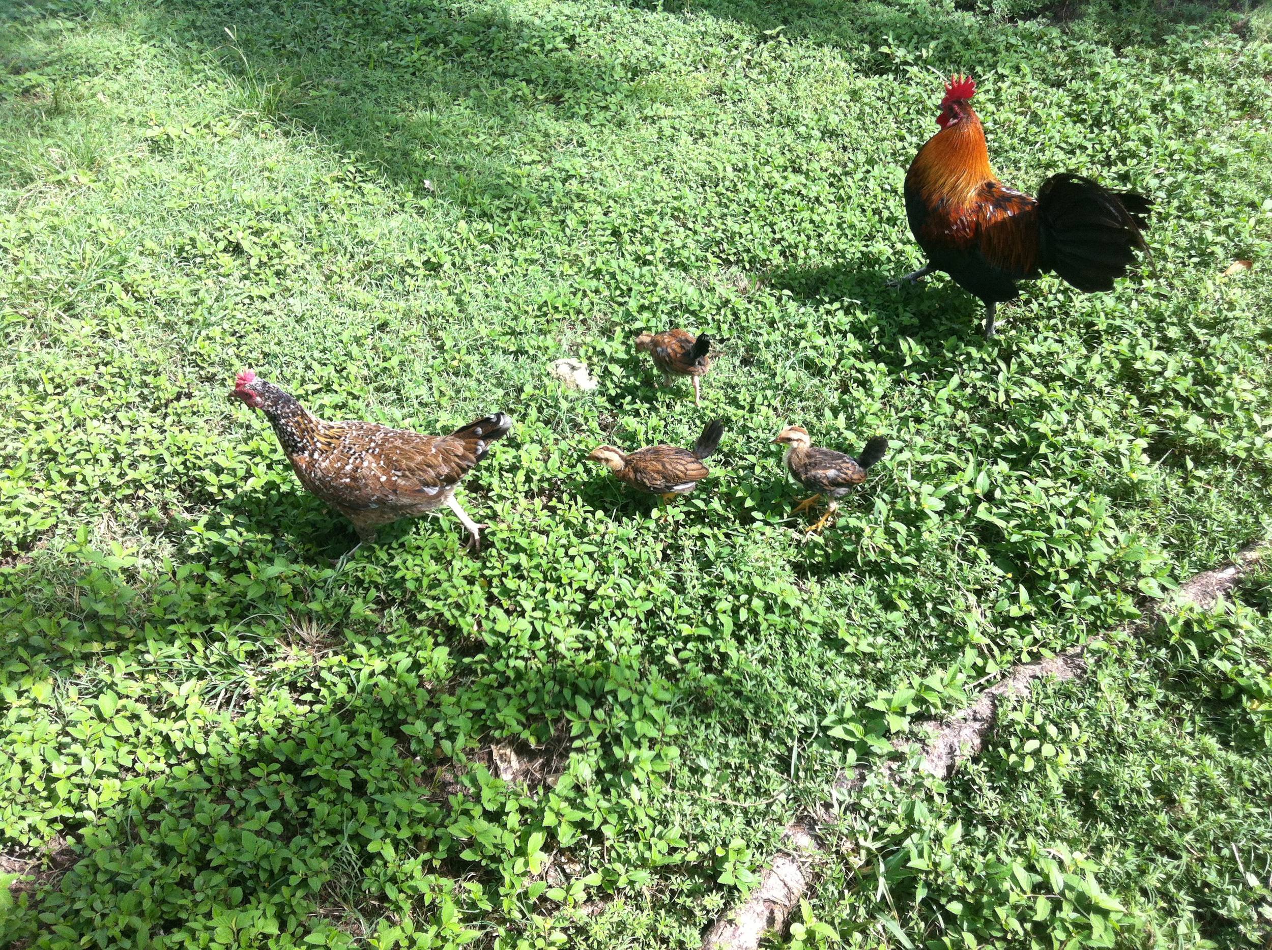 the rooster family