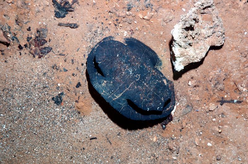 This Turtle wasn't properly cave trained