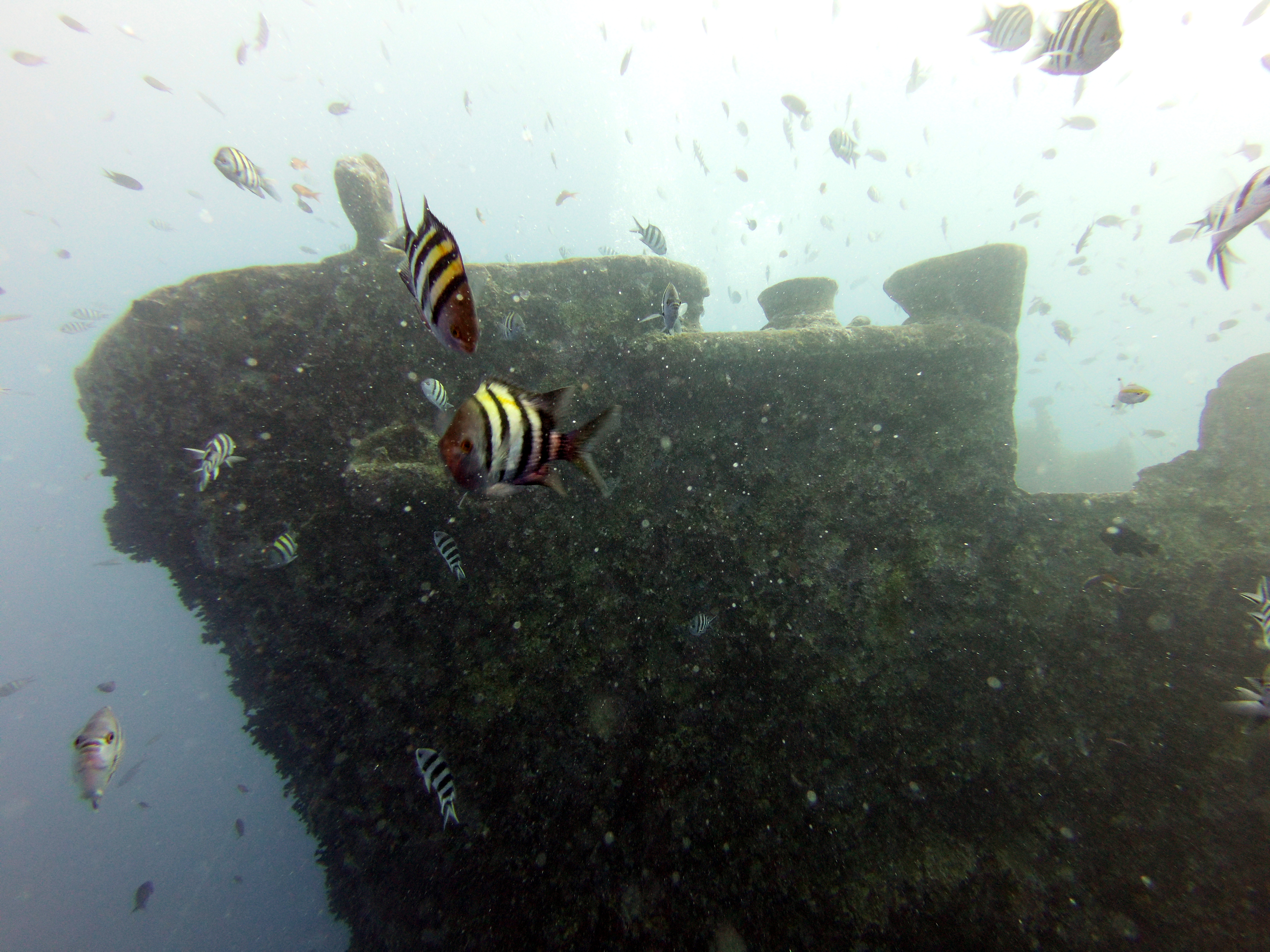 Thistlegorm